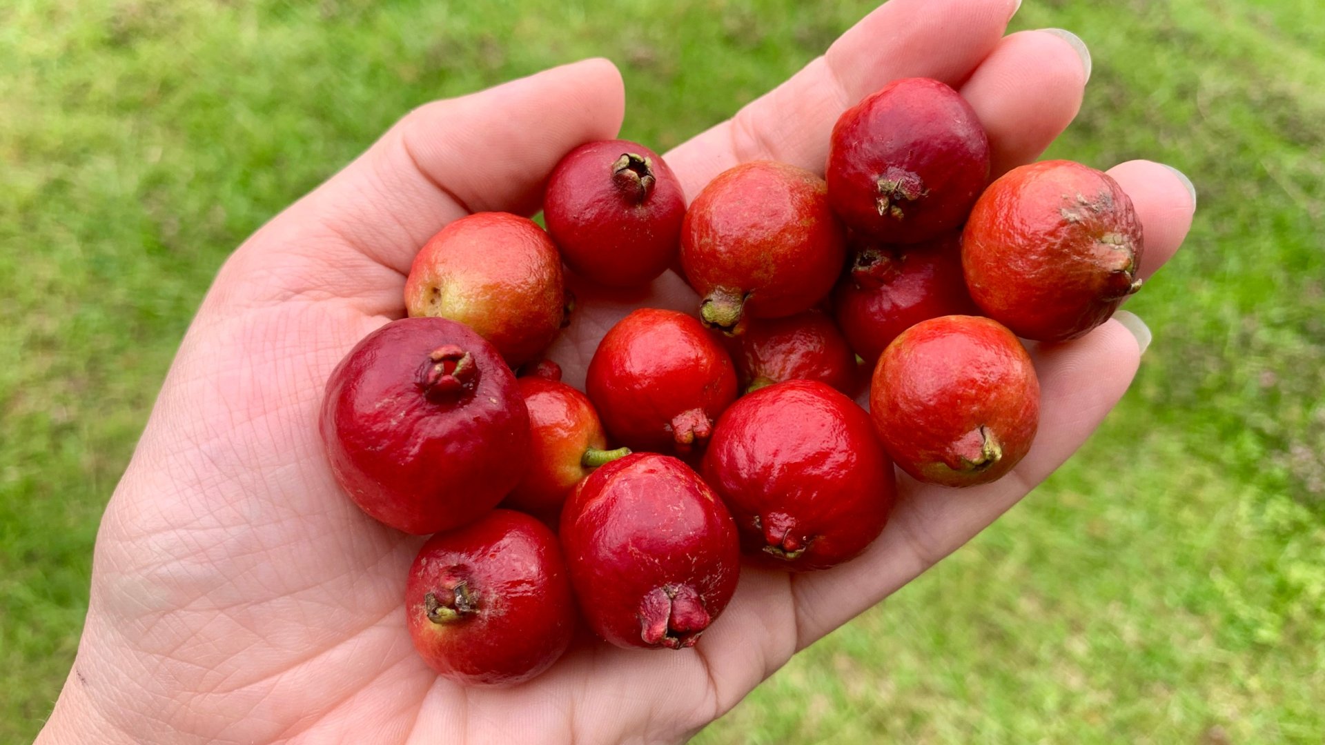 Ismerd meg az egzotikus Strawberry-guava növényt, amelynél nem lesz édesebb gyümölcs a kertedben! Ismerd meg az egzotikus Strawberry-guava növényt, amelynél nem lesz édesebb gyümölcs a kertedben!