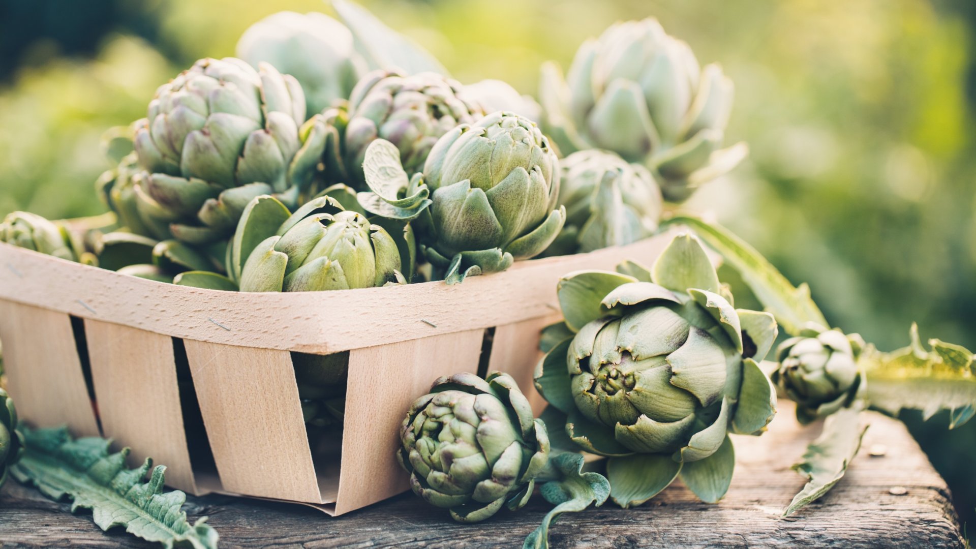 Ültessünk articsókát – hasznos tippek és trükkök