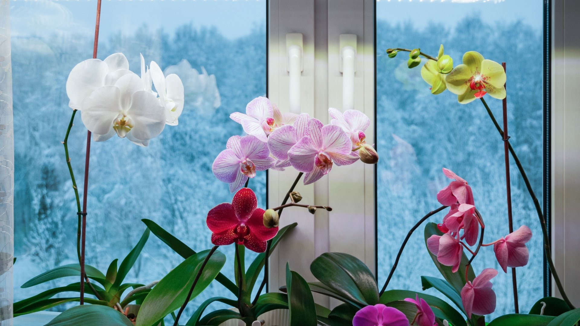 Útmutató az orchideák újra virágoztatásához