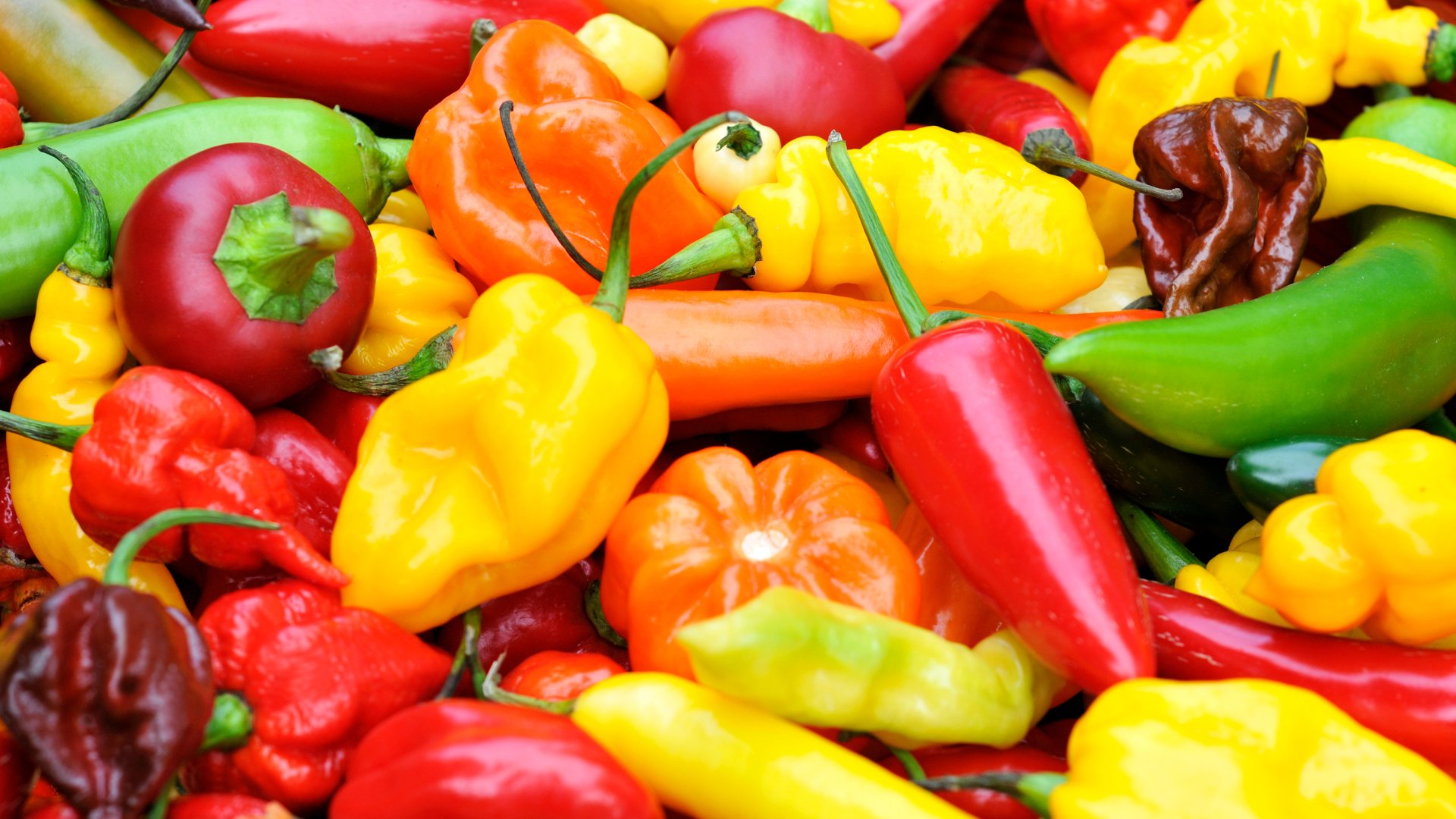 A 10 legjobban termeszthető chili paprika fajta A 10 legjobban termeszthető chili paprika fajta