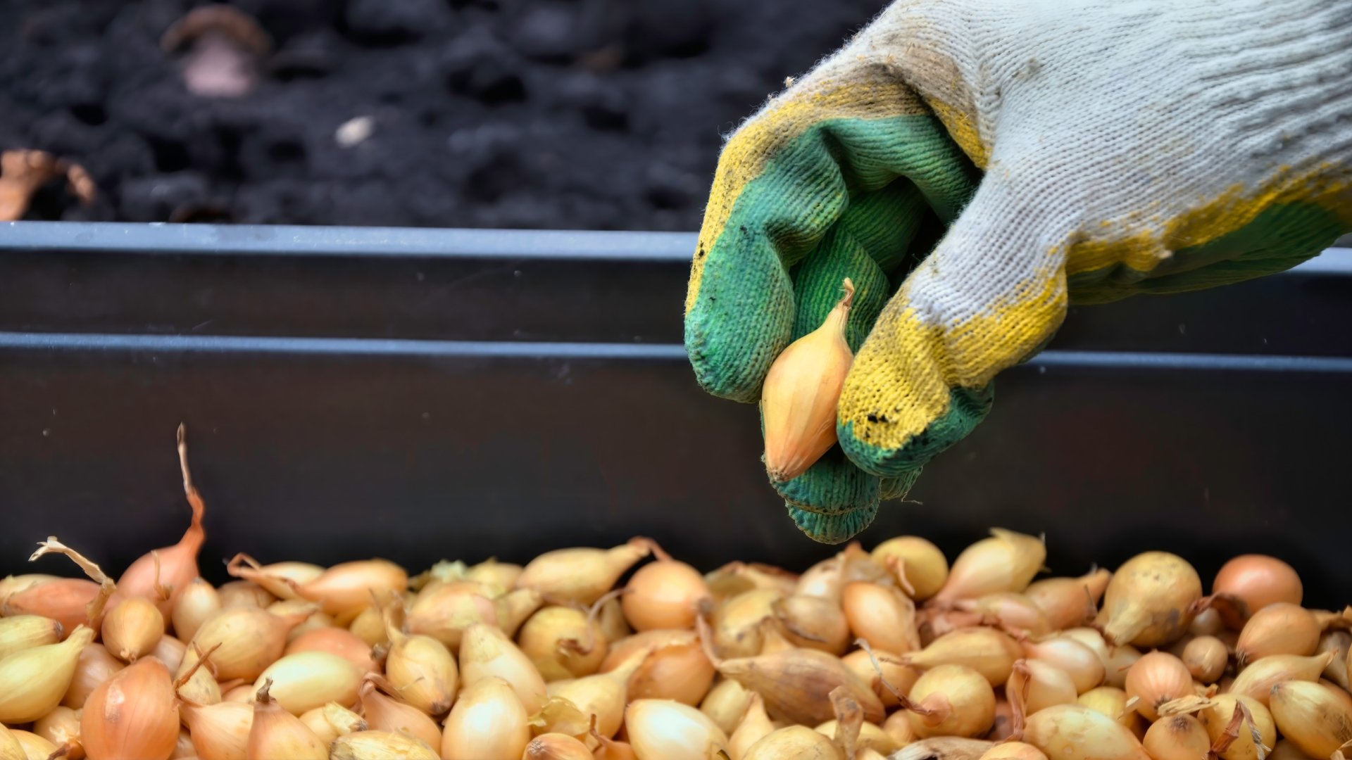 Hagymamag vs hagyma palánta– melyik a jobb a zöldségesbe? Hagymamag vs hagyma palánta– melyik a jobb a zöldségesbe?