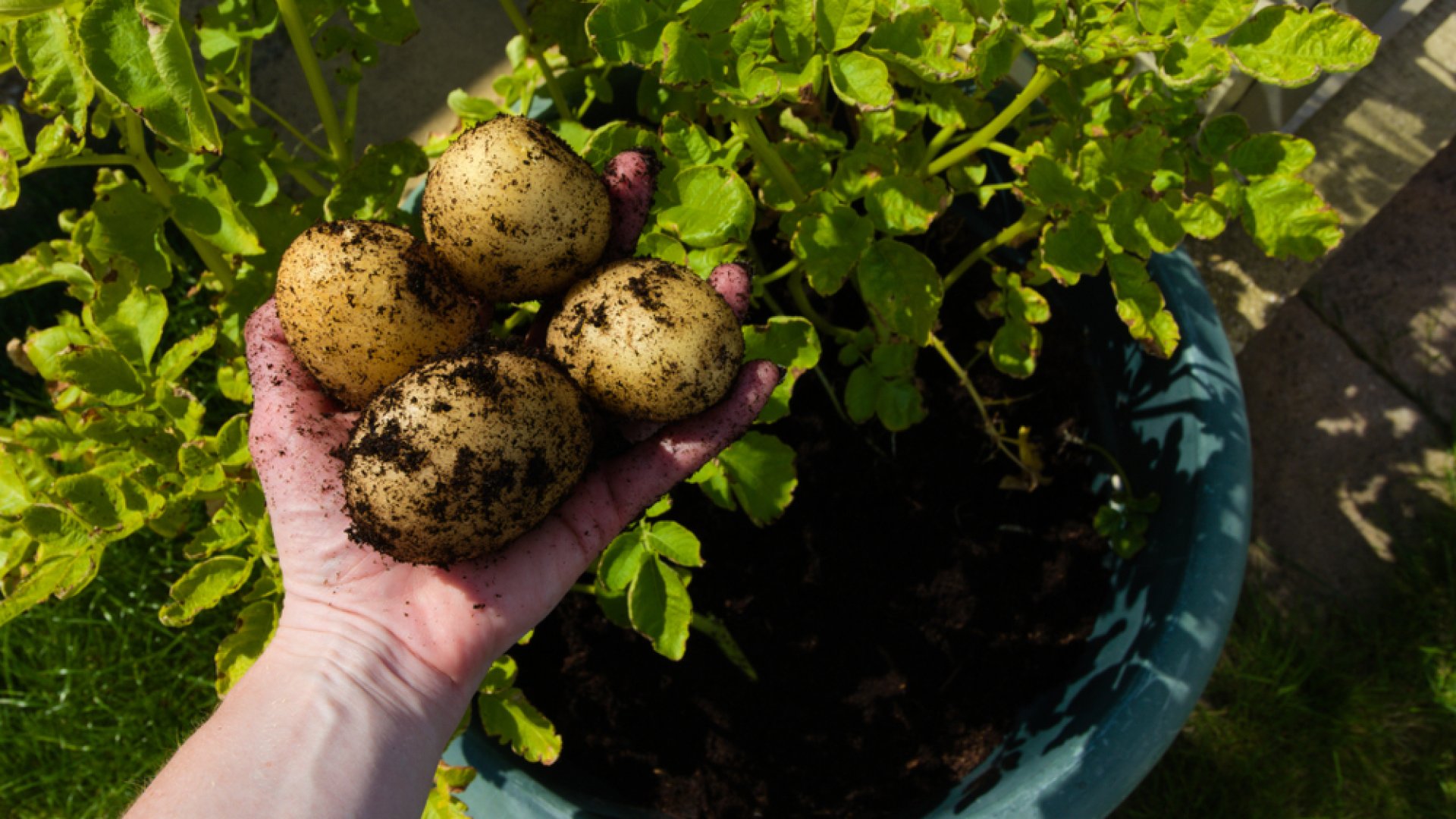 Így nevelj burgonyát cserépben, ha kevés a helyed
