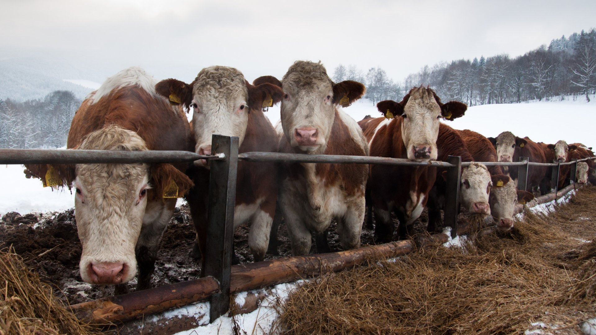 Így lesznek a szarvasmarhák egészségesek és boldogok egész télen keresztül