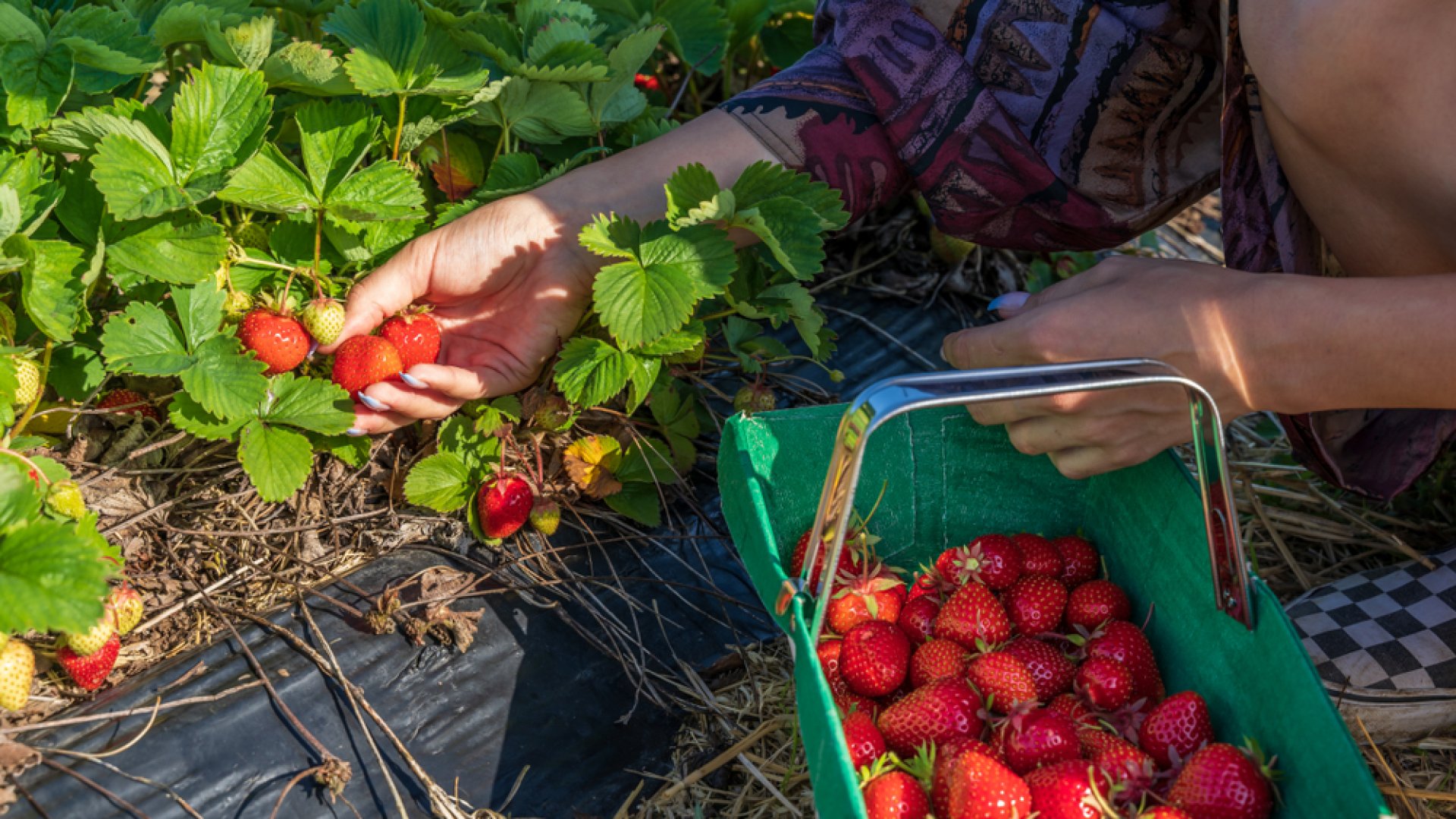Mikor kell elültetni az epret tavasszal? Mikor kell elültetni az epret tavasszal?