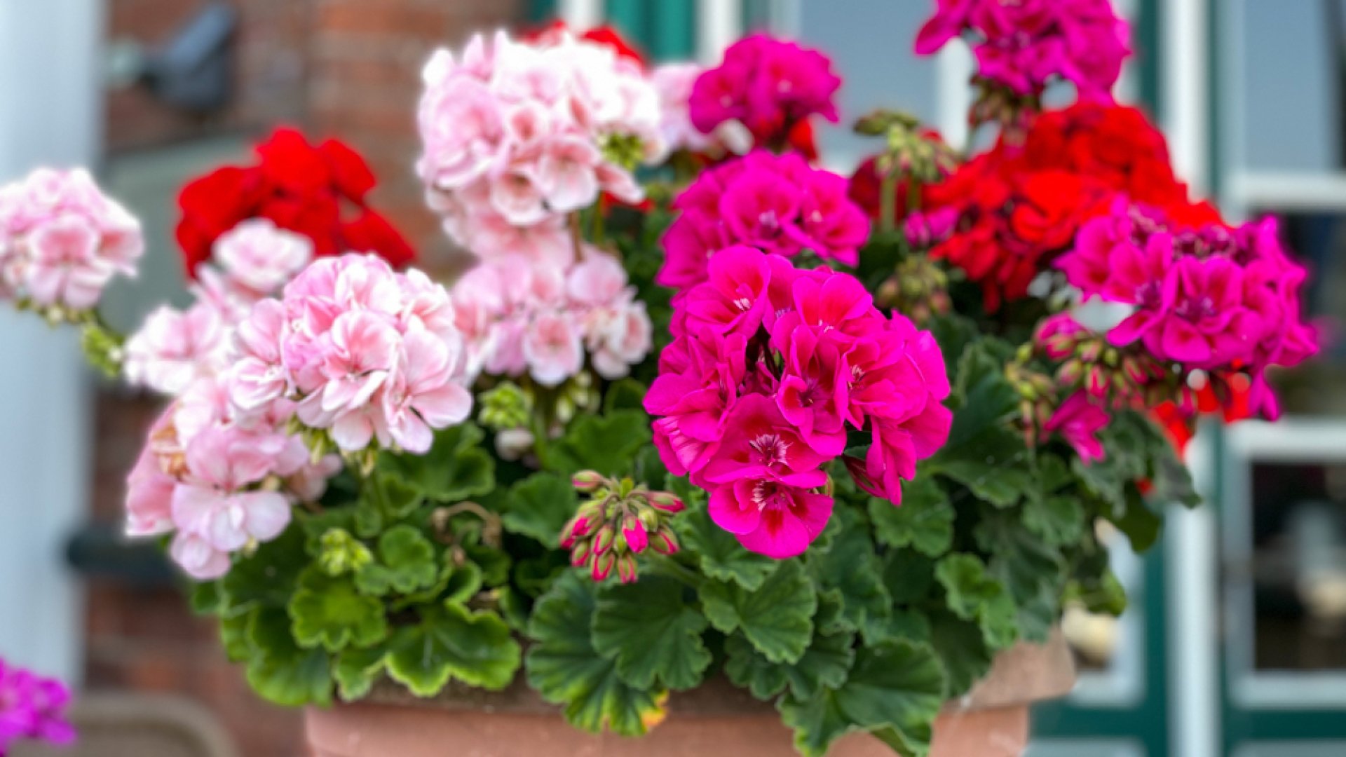 10 meglepő növény, amit már februárban el lehet ültetni