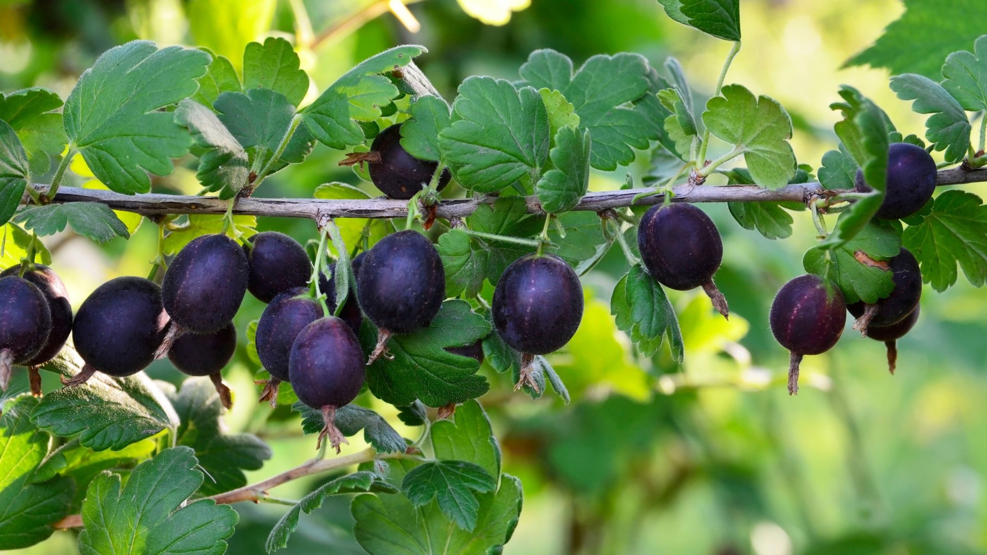 Így nevelj te magad is ribiszke köszmétét