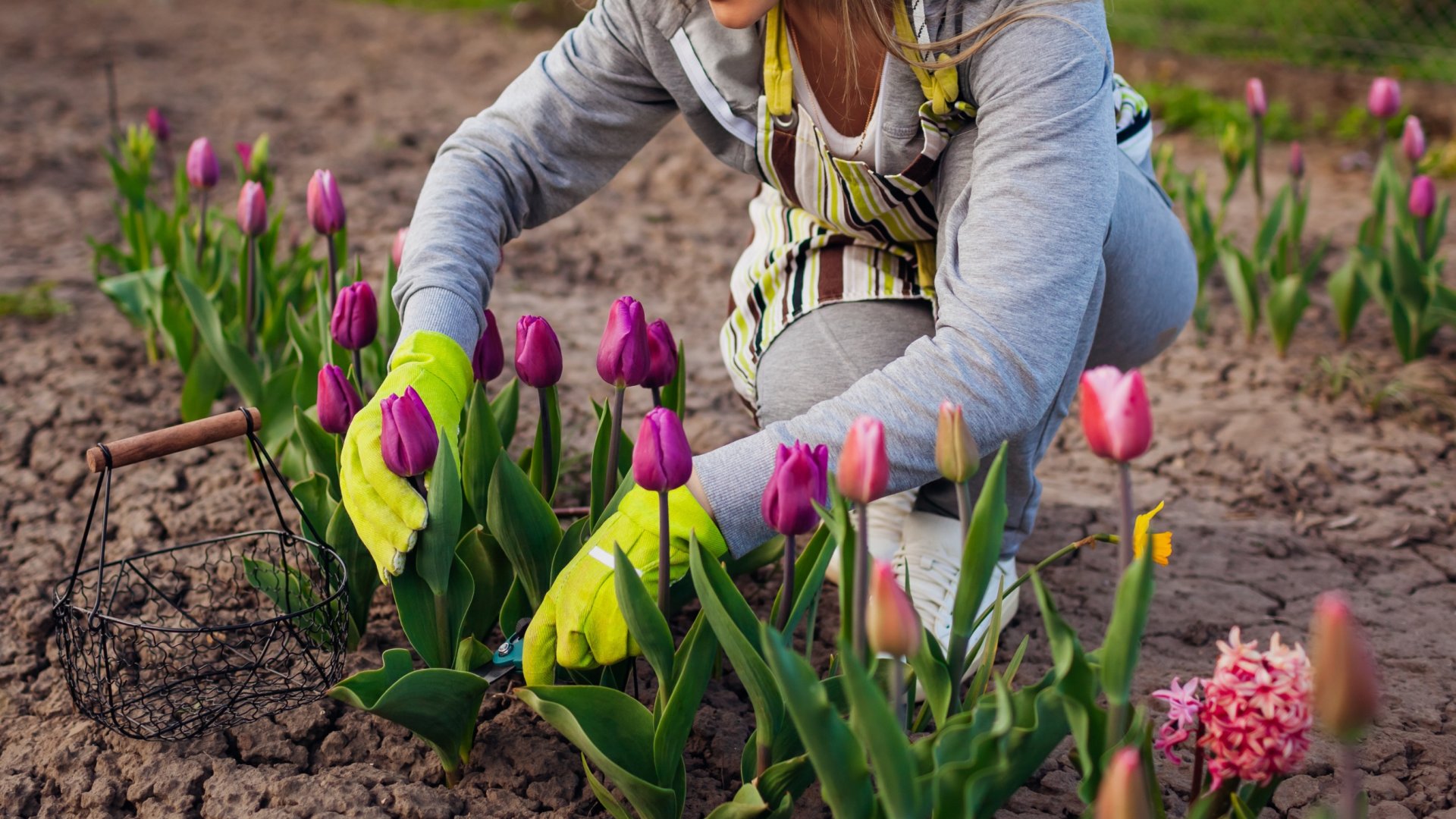 A vágott virágok fogják uralni az évet – így termeszd őket