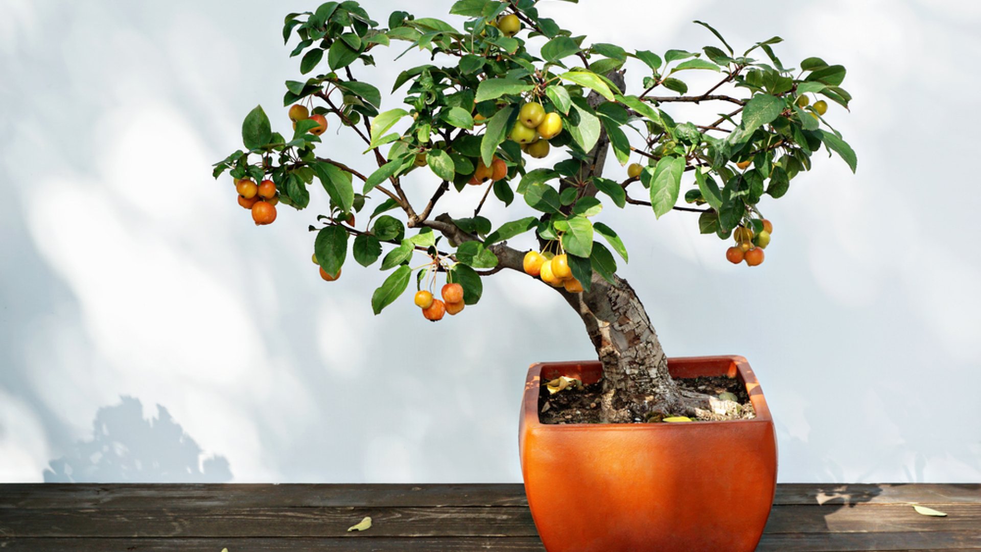 Gyümölcsfák termesztése bonsaiként: egyszerűbb, mint hinnéd Gyümölcsfák termesztése bonsaiként: egyszerűbb, mint hinnéd