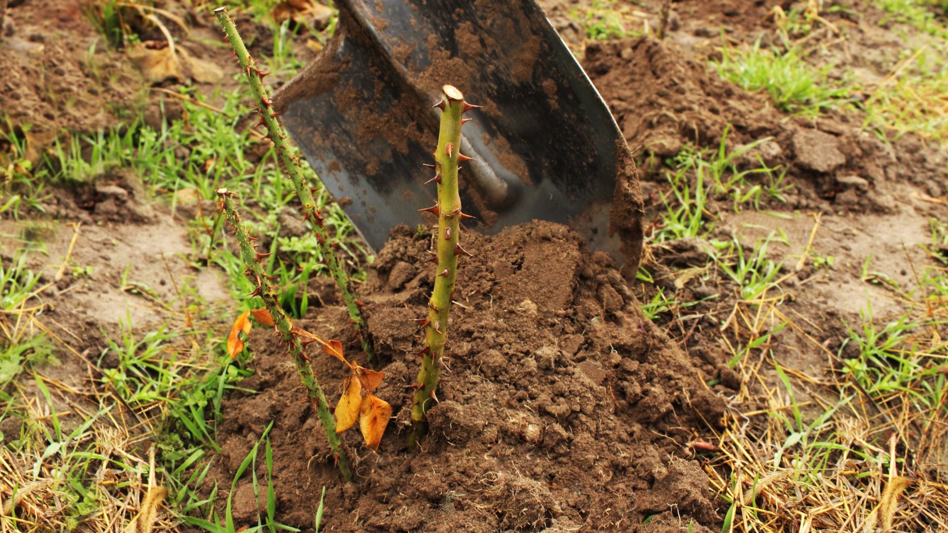 Gyönyörű rózsákról álmodsz? Itt az ideje a csupasz gyökerek elültetésének