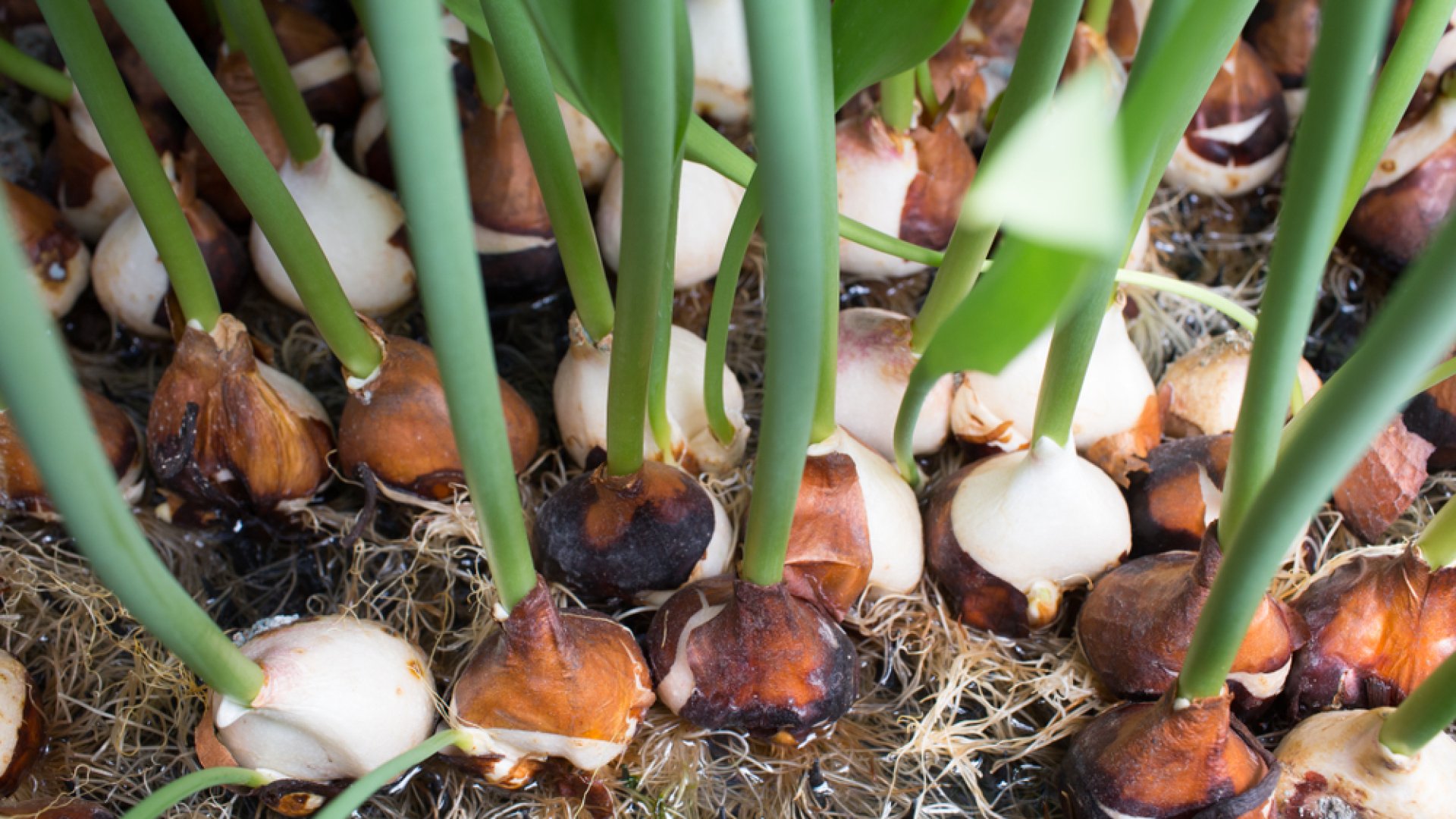 Elültetheted a tulipánhagymákat tavasszal, és még idén virágzik- Ez a trükkje! Elültetheted a tulipánhagymákat tavasszal, és még idén virágzik- Ez a trükkje!