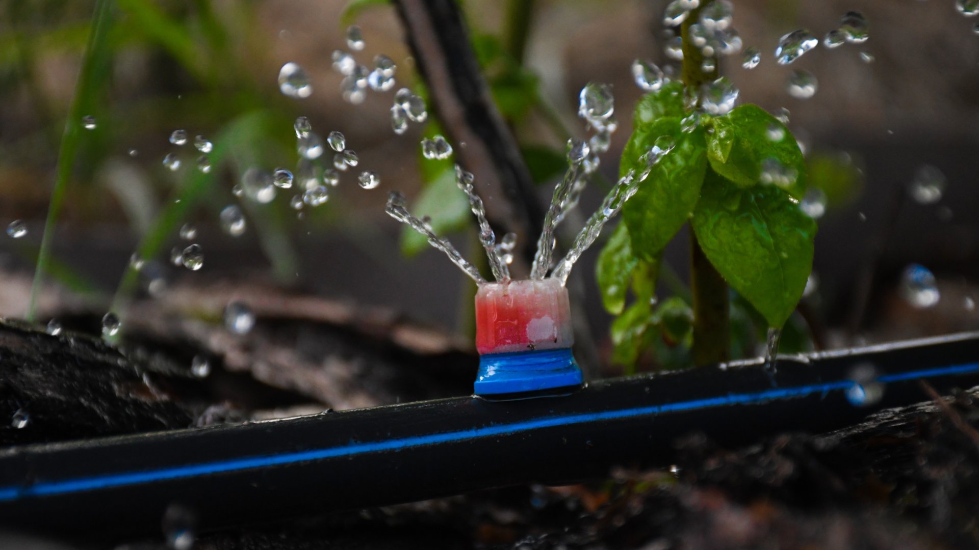 A kerti dekóder: mi az a „HYDROZONING” és milyen hatással van a kertünkre?