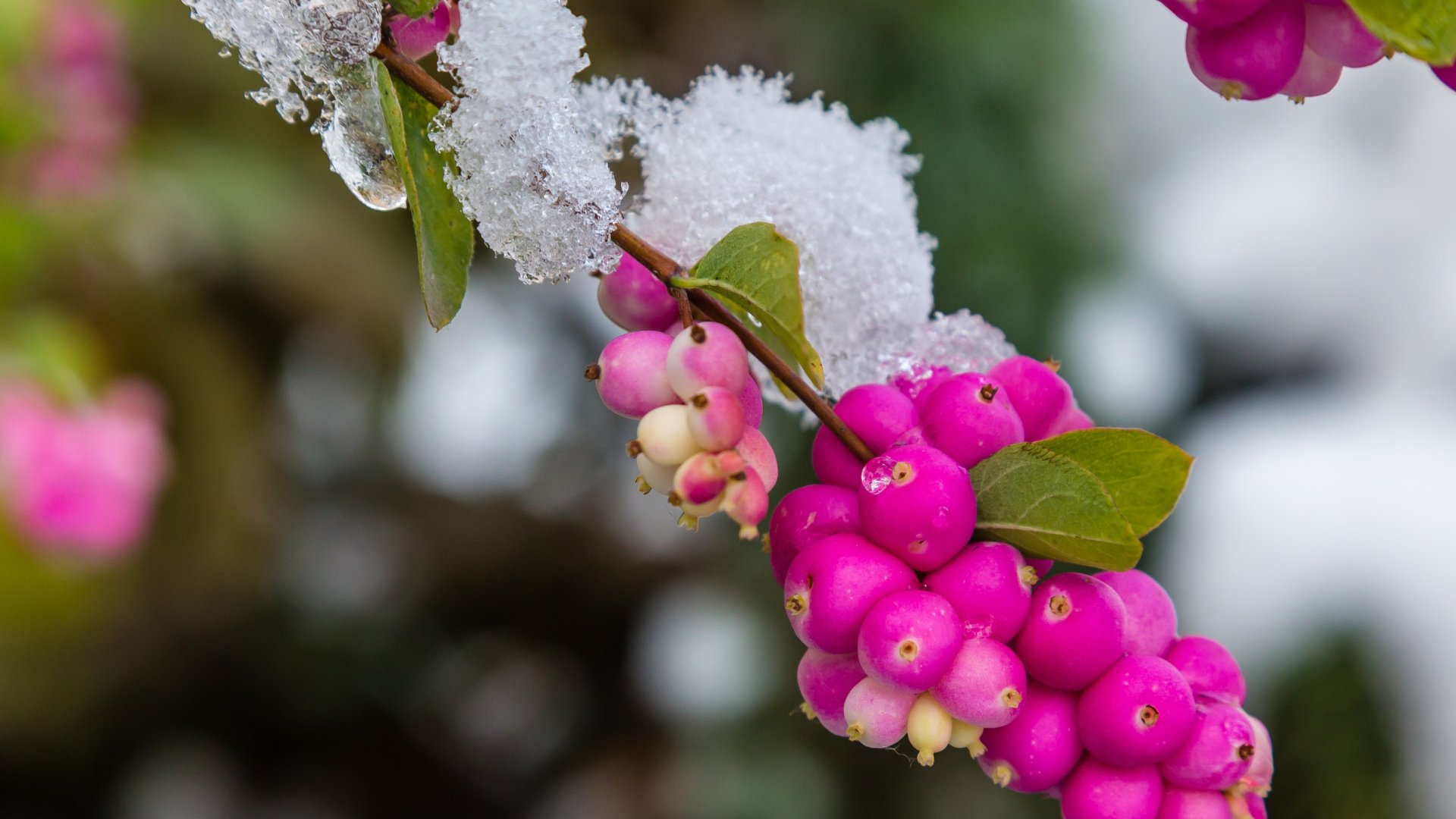 Így neveld a fürjek és rigók téli kedvencét – a hóbogyó