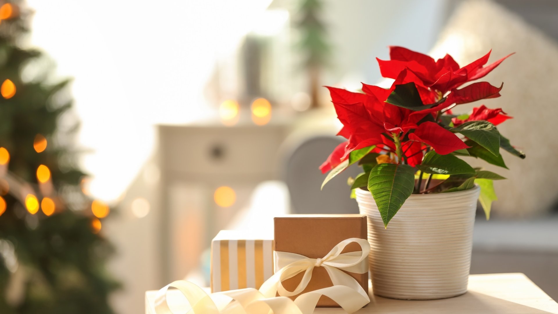 Növénygondozás az ünnepek után