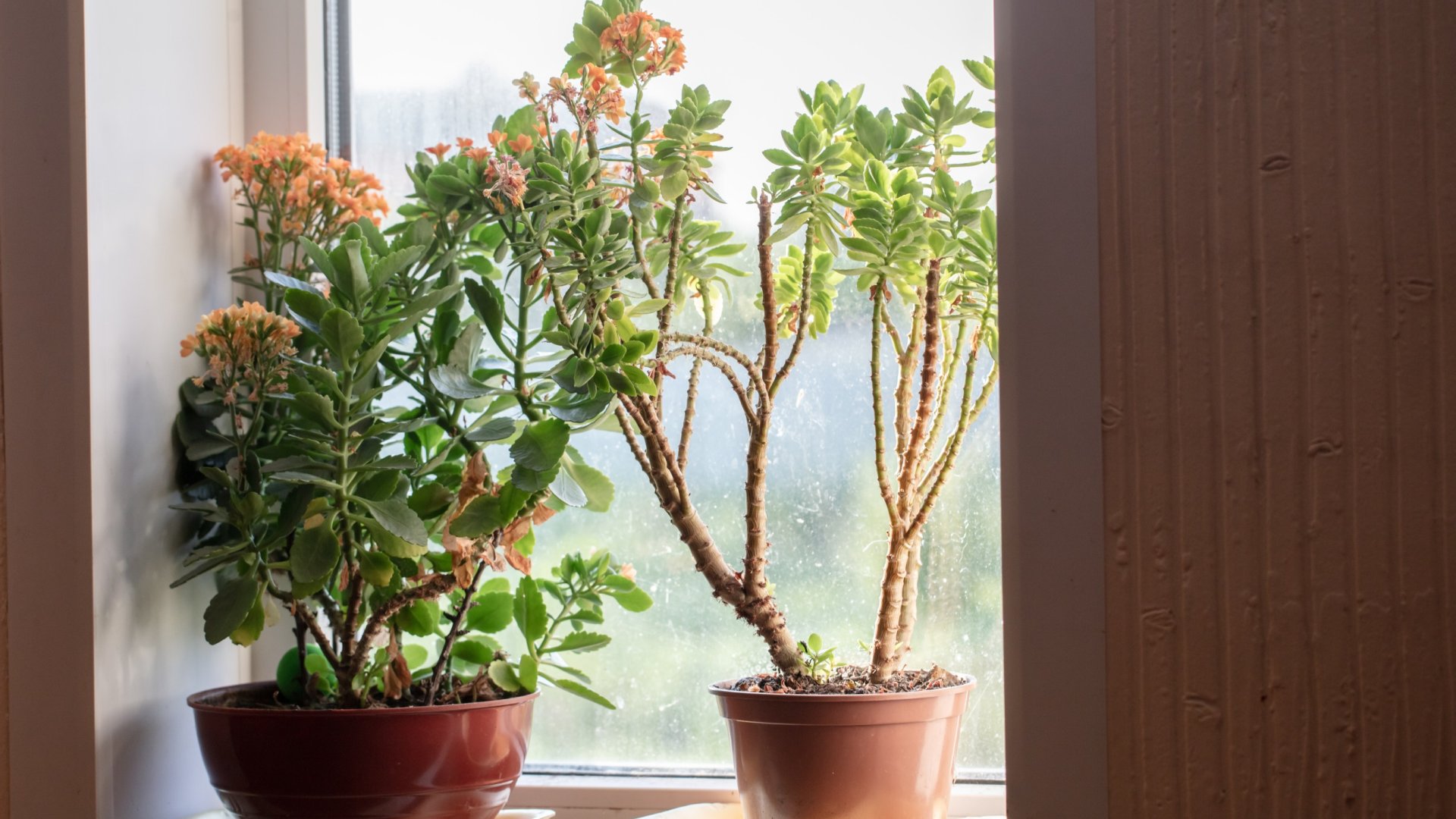 Szobanövények gondozása télen – Szobanövények előkészítése a téli álomra