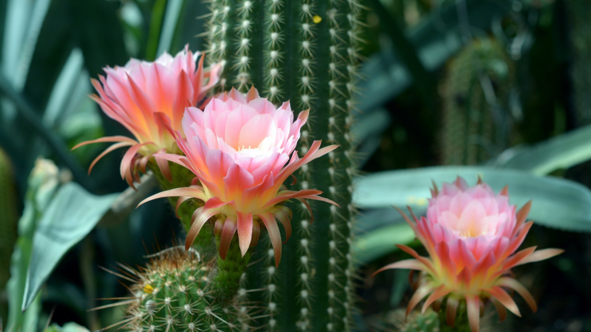 Egyszerű kaktuszfajták a kezdő kertészek számára