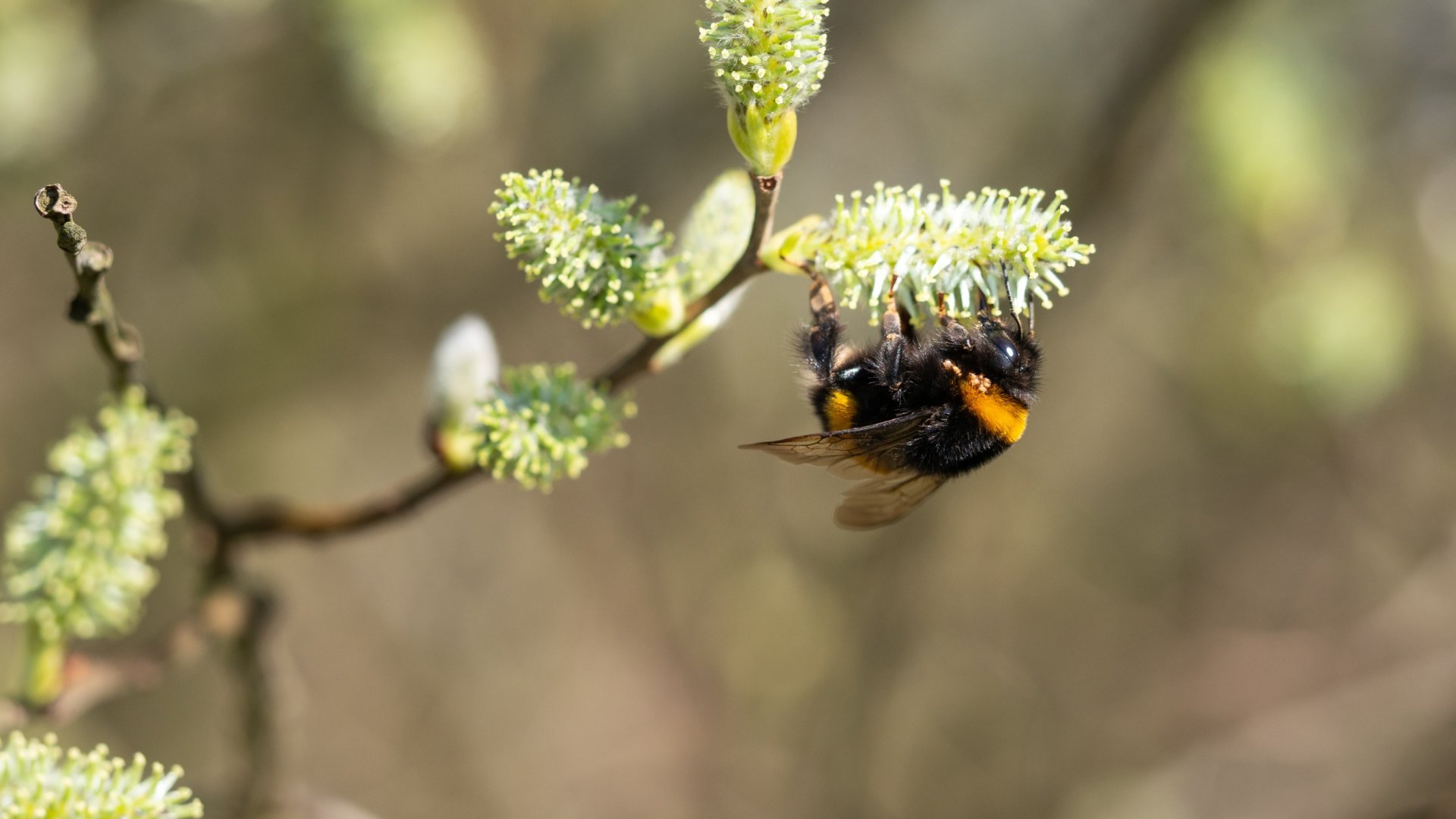 Méhek kedvenc téli növényei