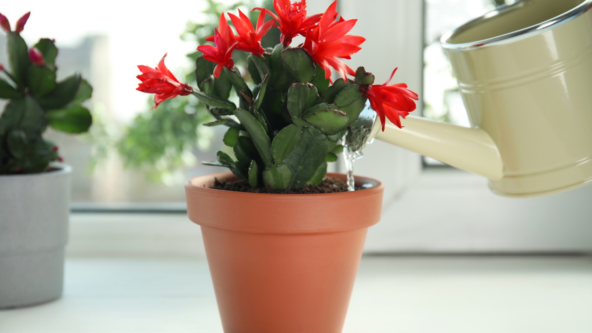 Így gondozd az ünnepi ajándékként kapott növényeidet