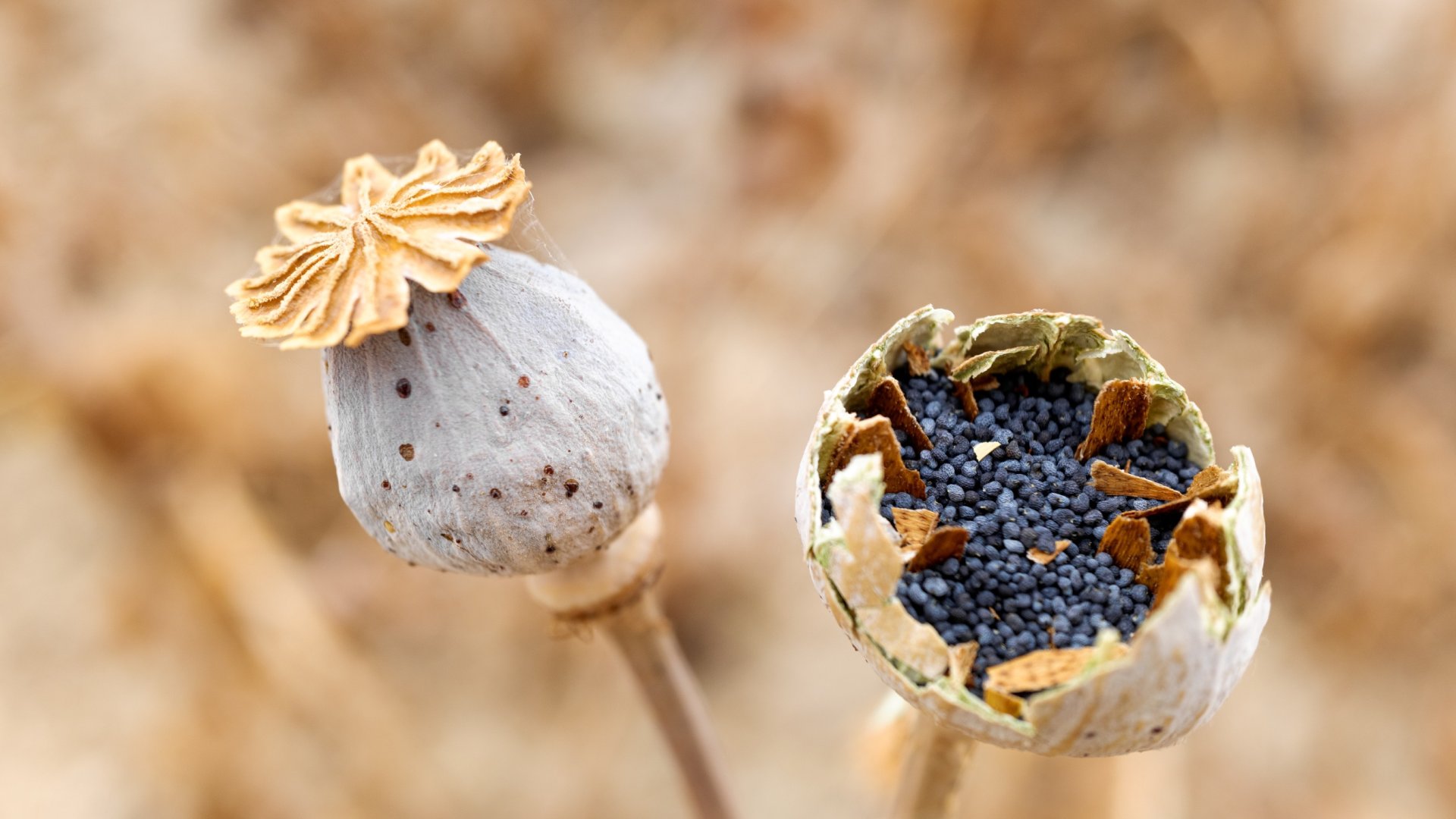 Szilveszteri mákvetés