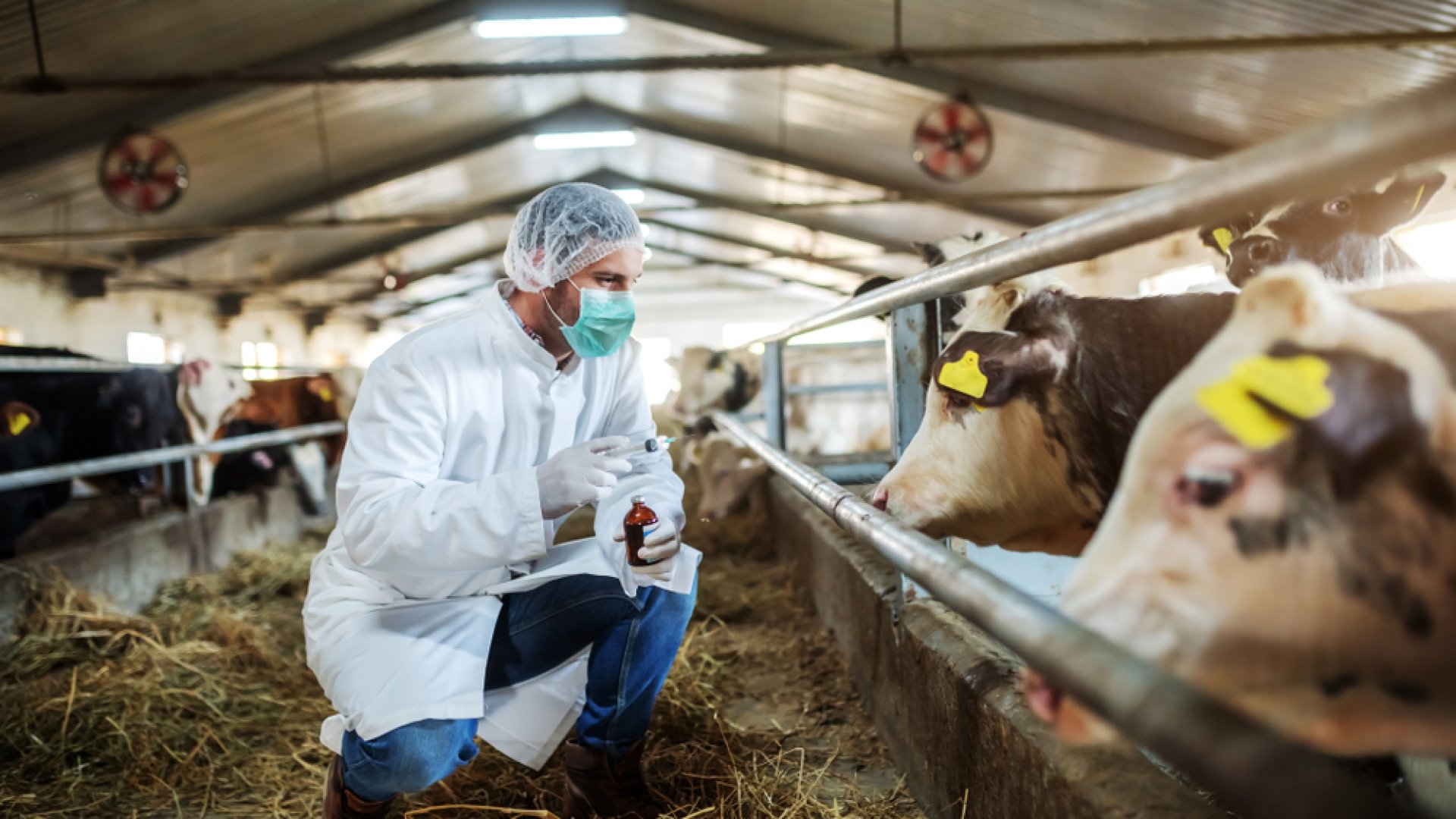 Támogatást vezettek be az állatbetegségek megelőzésére, valamint leküzdésére Támogatást vezettek be az állatbetegségek megelőzésére, valamint leküzdésére