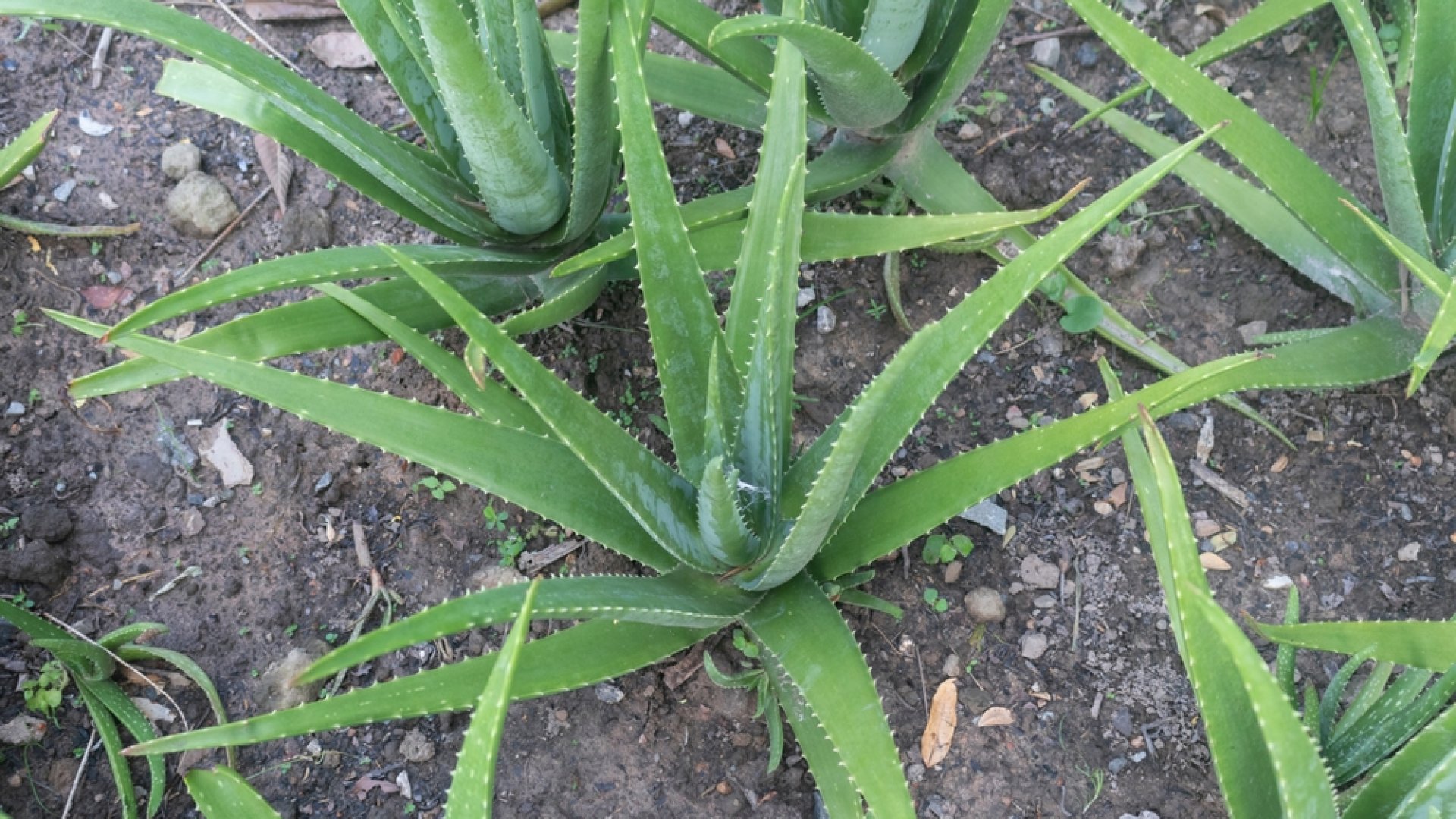 Tippek az Aloe Vera szedéséhez: Hogyan szüreteljük be az aloe vera leveleket