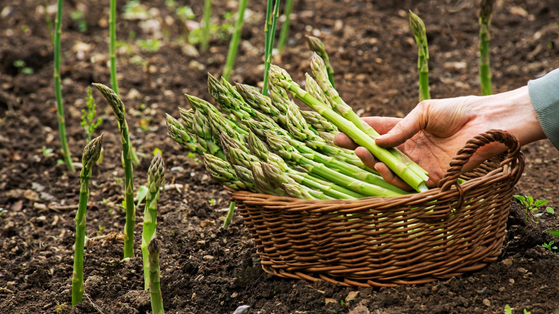 Így termessz spárgát: kezdd el januárban!