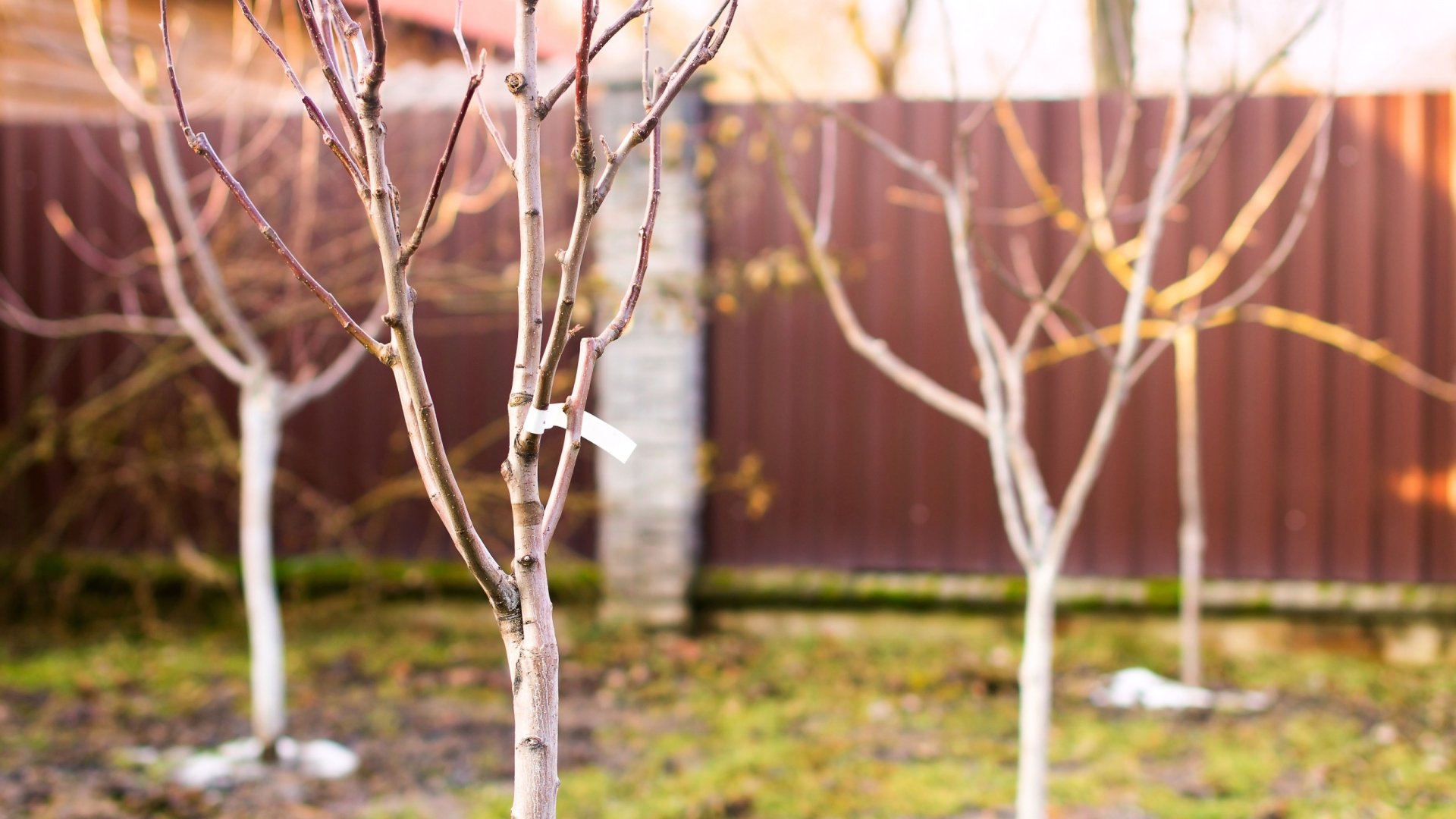 Gyümölcsfa ültetési útmutató – Mikorra tervezzük a gyümölcsfák ültetését? Gyümölcsfa ültetési útmutató – Mikorra tervezzük a gyümölcsfák ültetését?