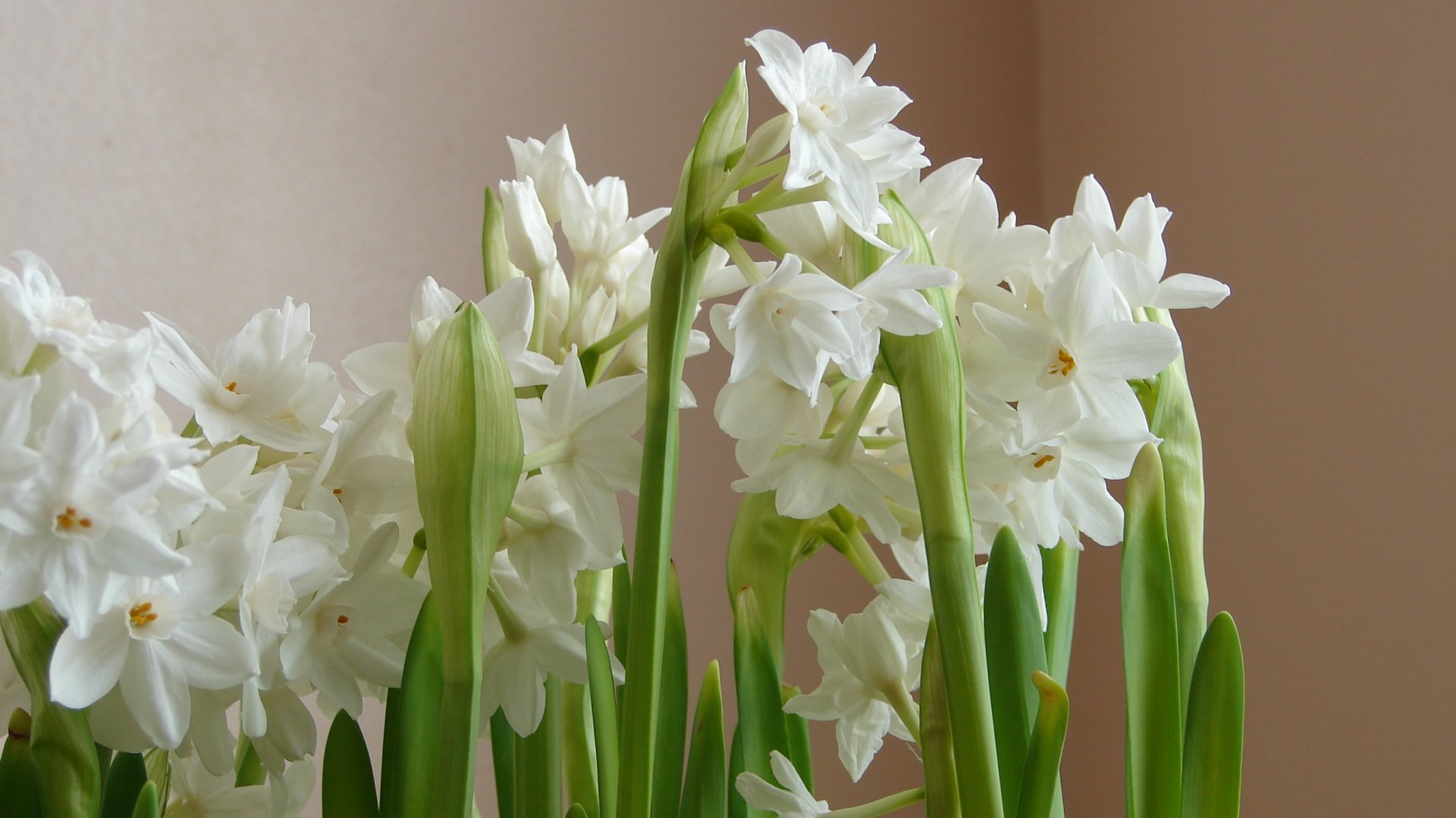 A legszebb hagymás virágok, amik télen is bearanyozzák a lakást