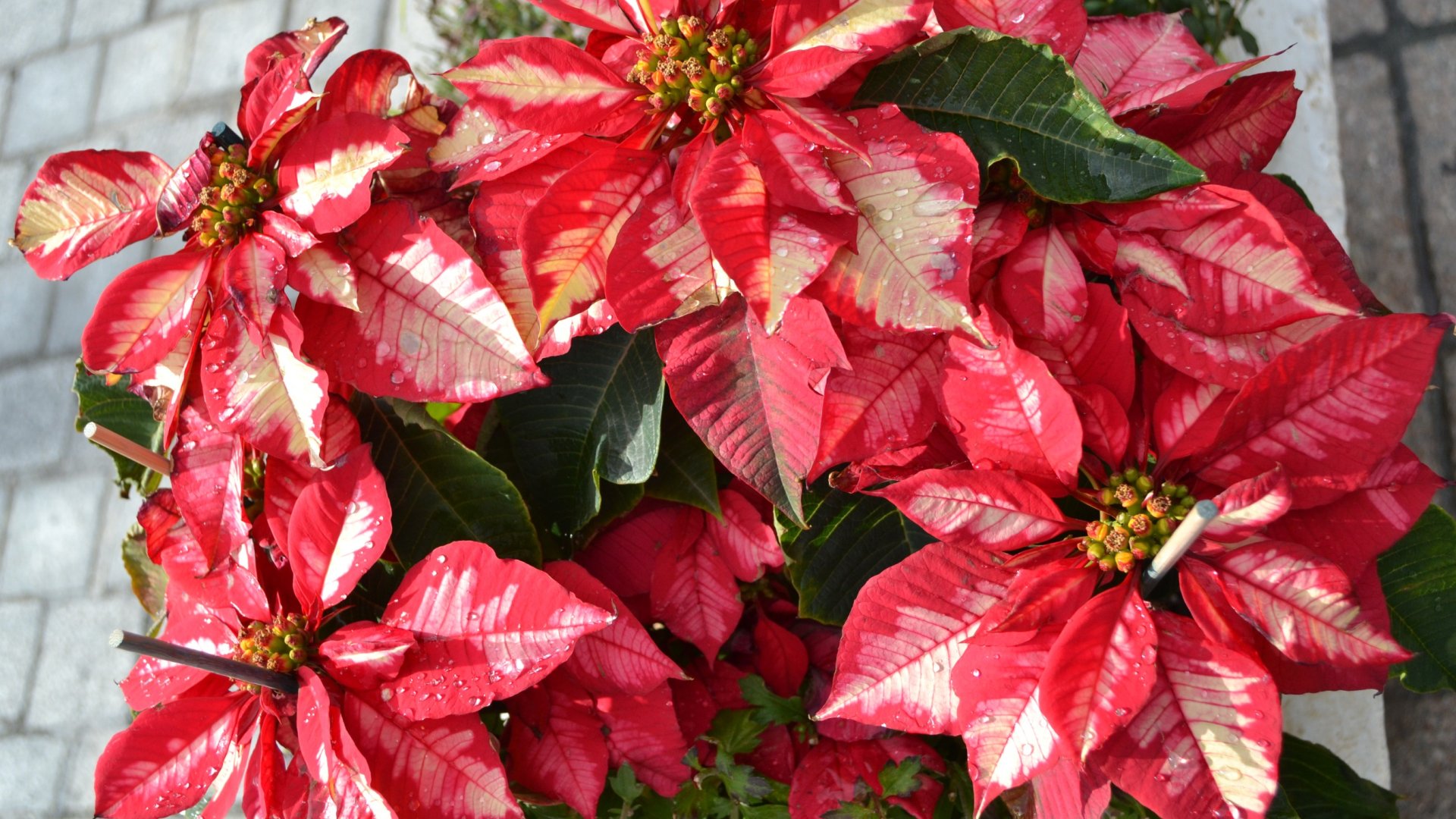 Az ezerarcú mikulásvirág -  Felejtsd el az átlagos pirosat és szerezz be egy különleges mikulásvirágfajtát!