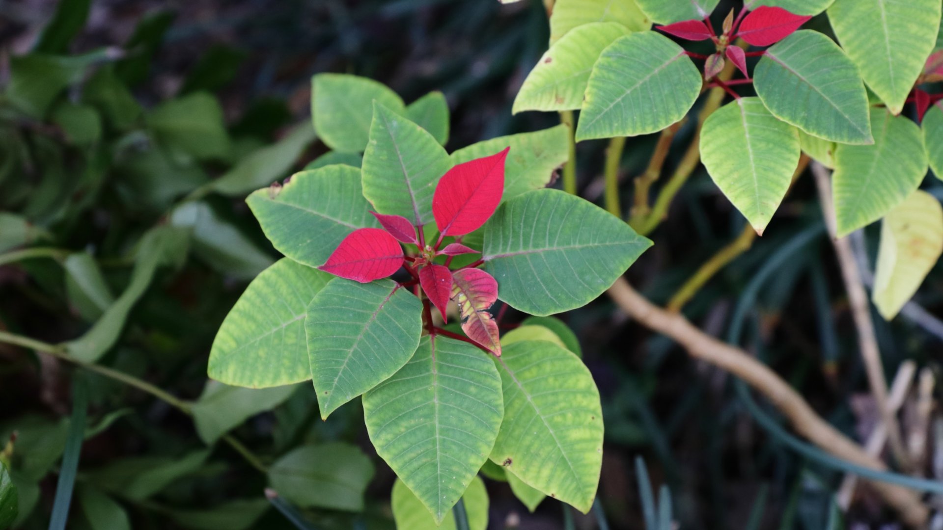 Miért sárgulnak a mikulásvirágaim levelei? 