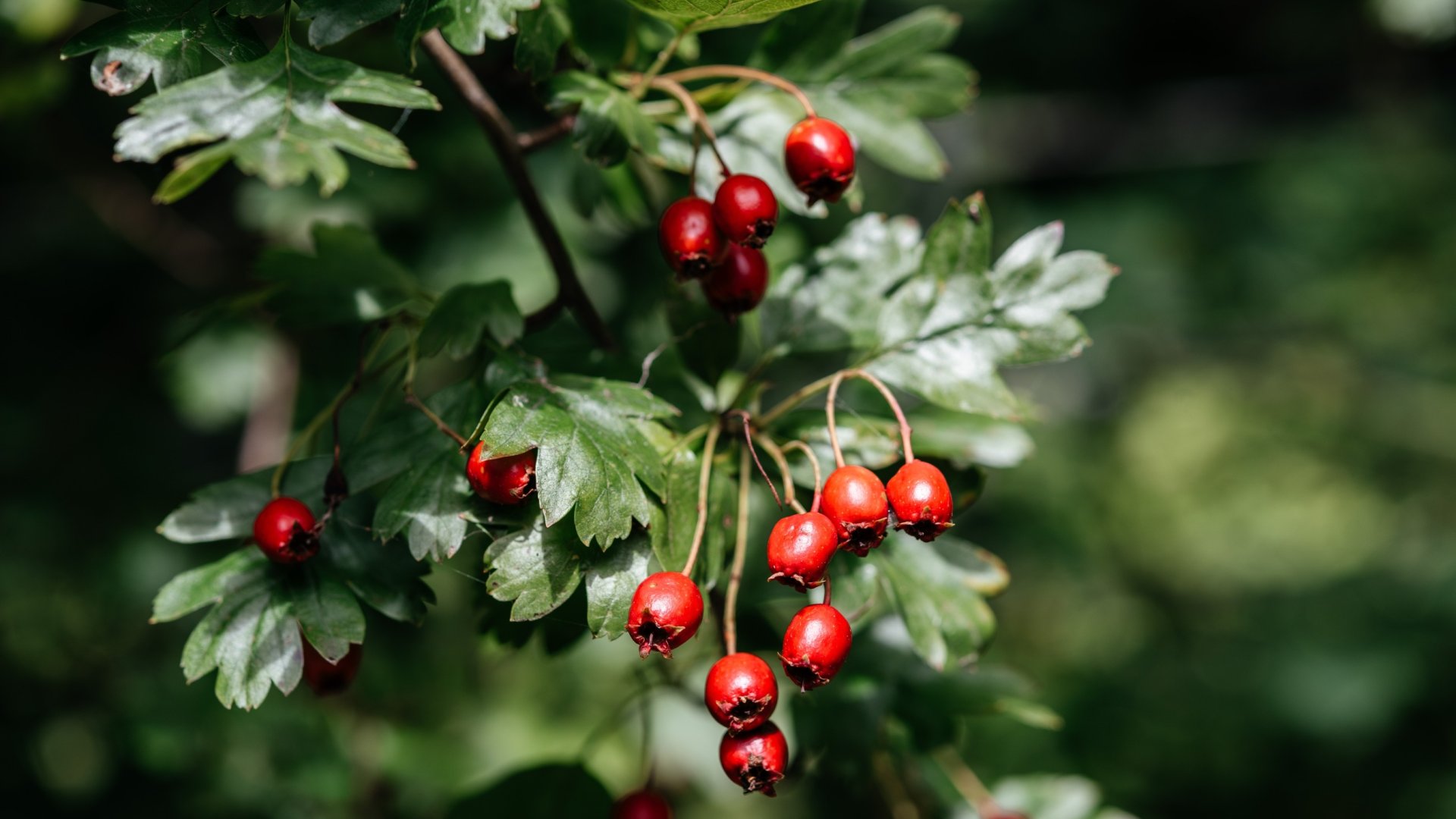 A legjobb sövény fajták vadon élő állatok számára – Nem csak menedék, de táplálék is