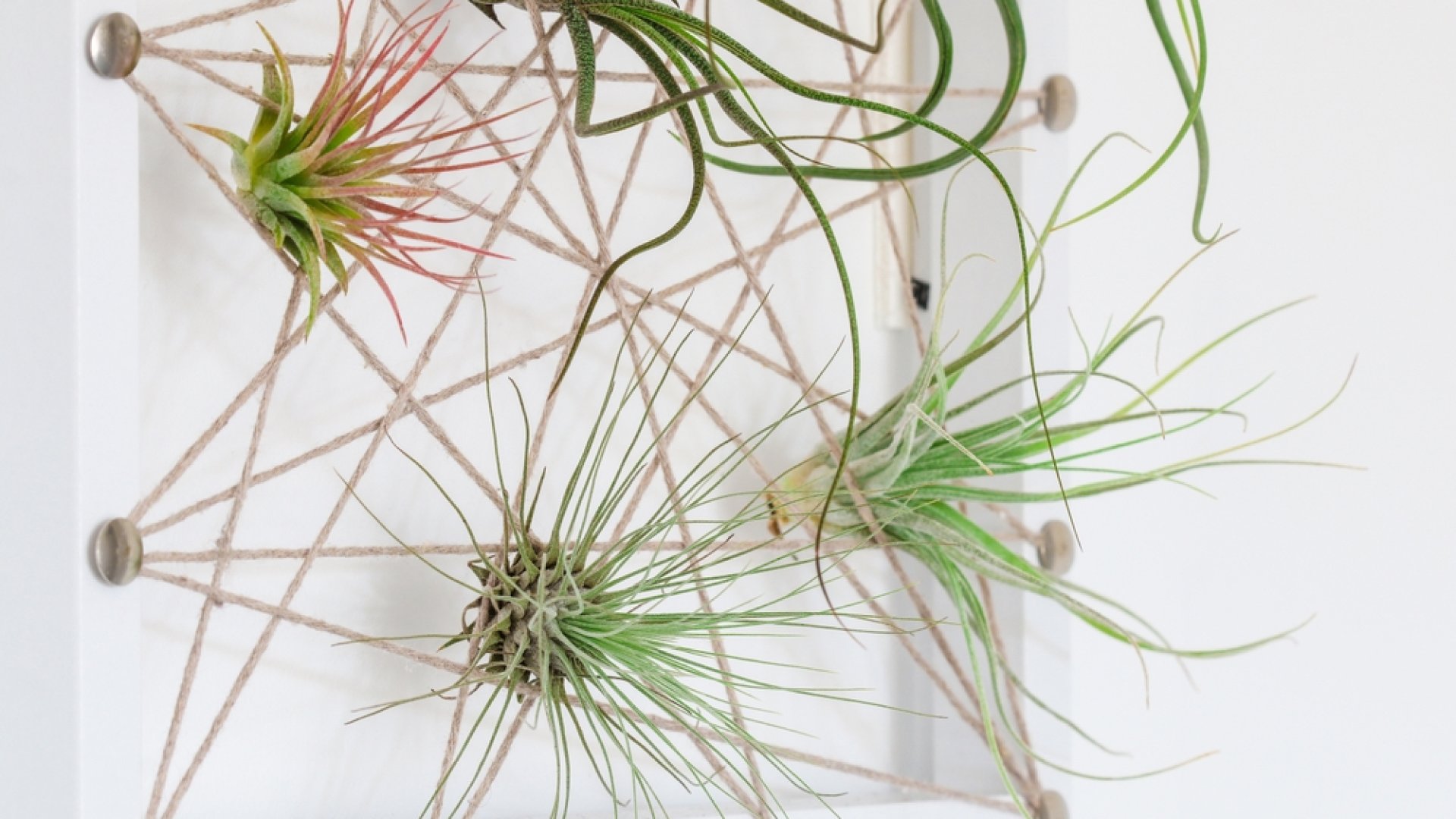 Így készíthetsz elképesztő lebegő kertet egy régi képkeret segítségével!