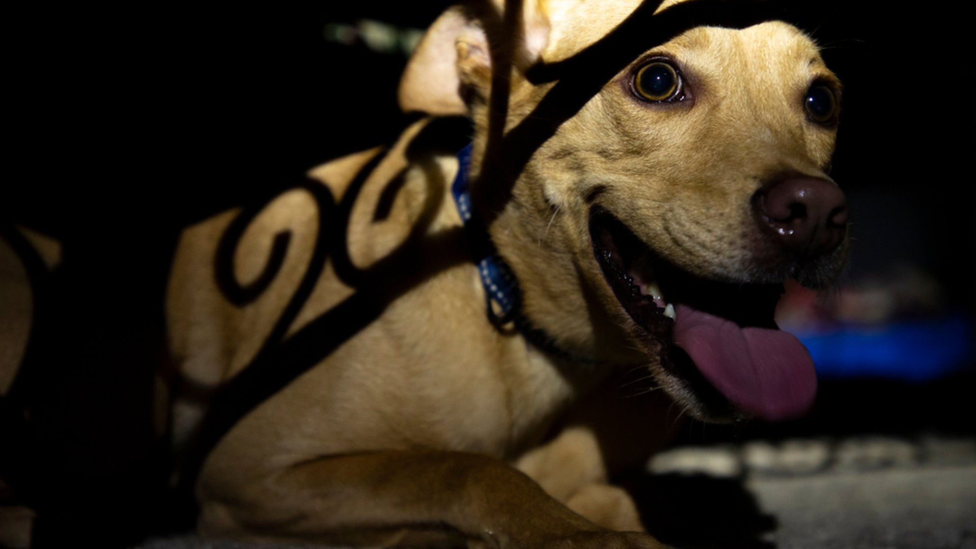 5 tipp: Így tartsd kis kedvencedet biztonságban, és nyugalomban Szilveszterkor