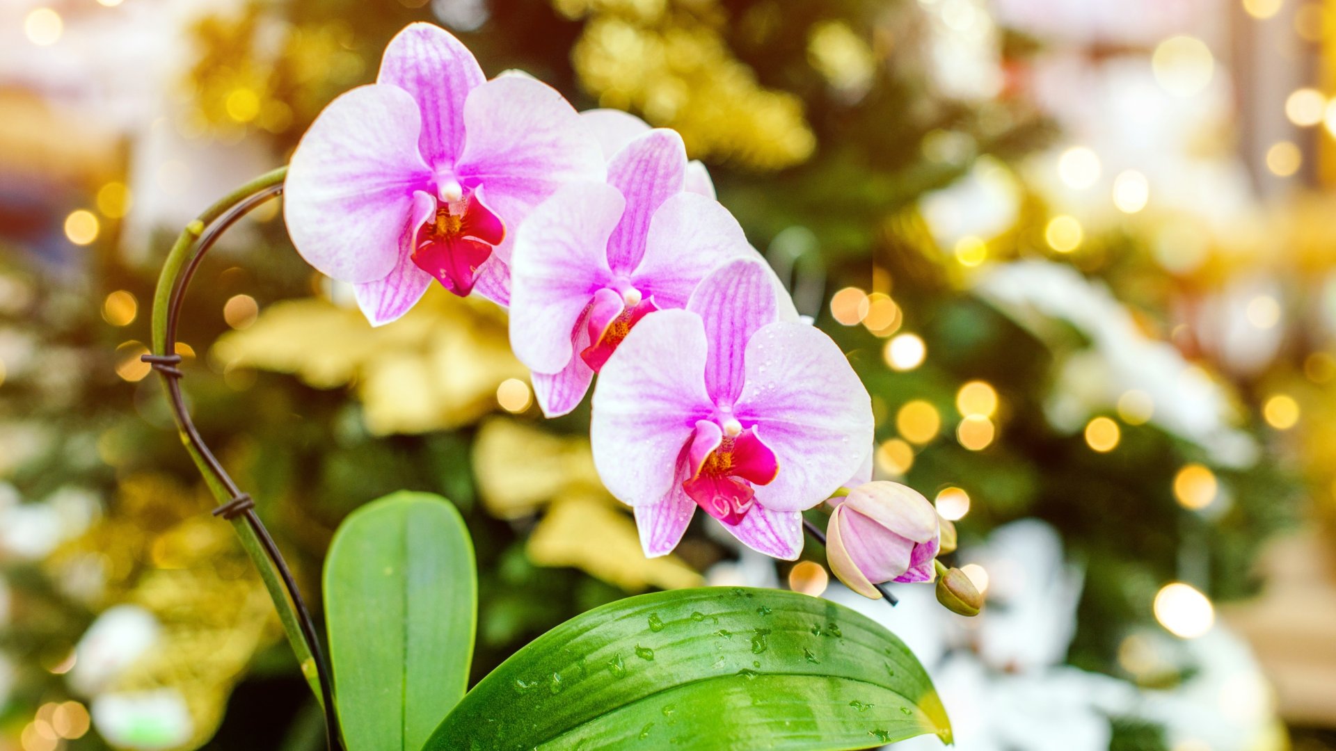 Szobanövények karácsonyi ajándéknak