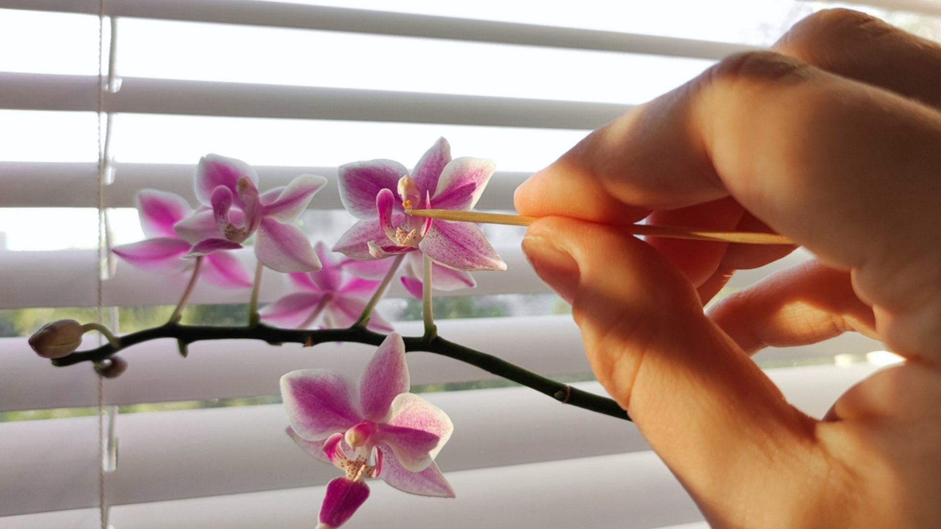 5 bevált módszer az orchidea életben tartásárához, virágoztatásához 5 bevált módszer az orchidea életben tartásárához, virágoztatásához