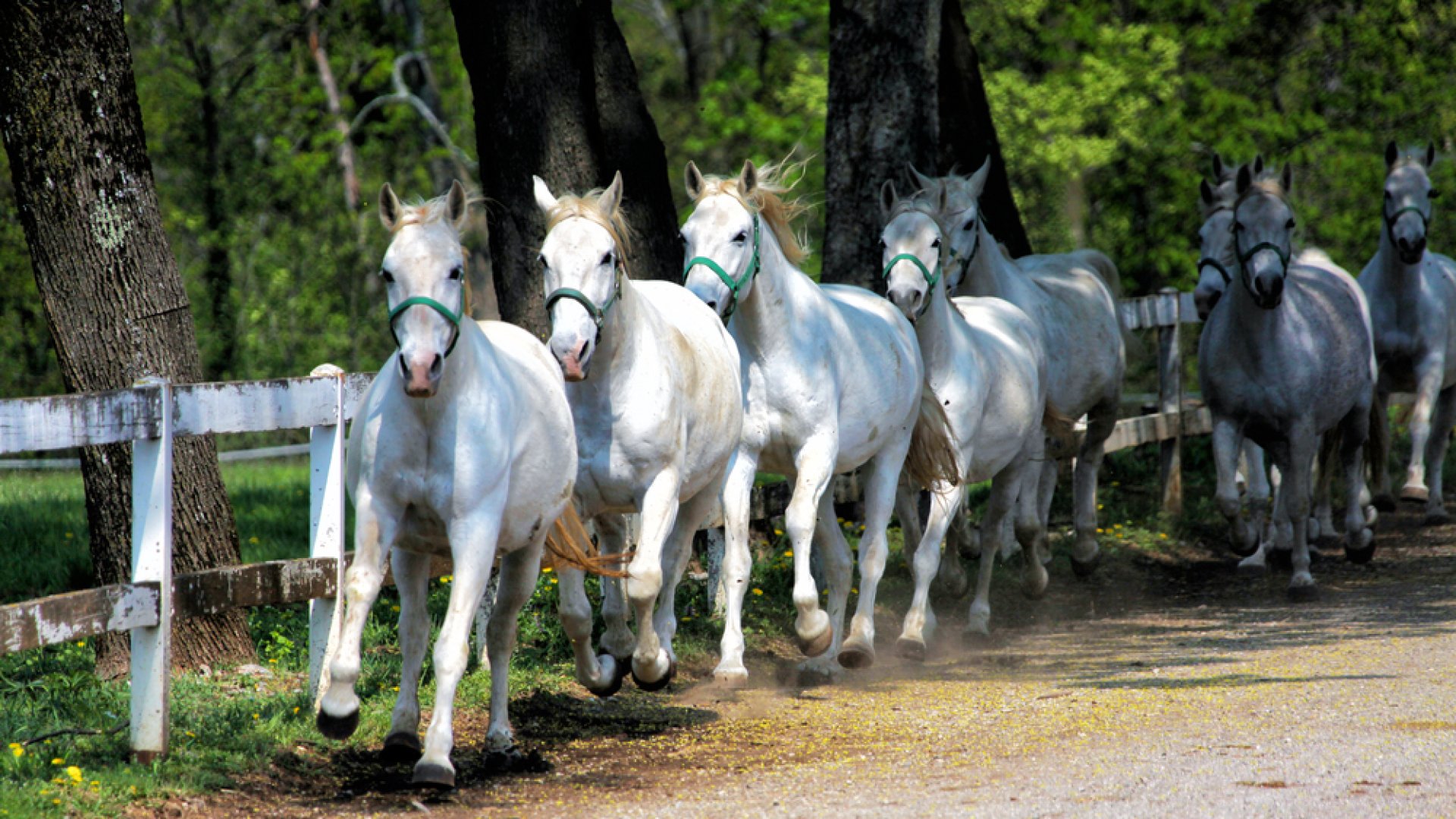 UNESCO szellemi kulturális örökség lett a magyar vonós zenekari hagyomány és a lipicai lótenyésztés