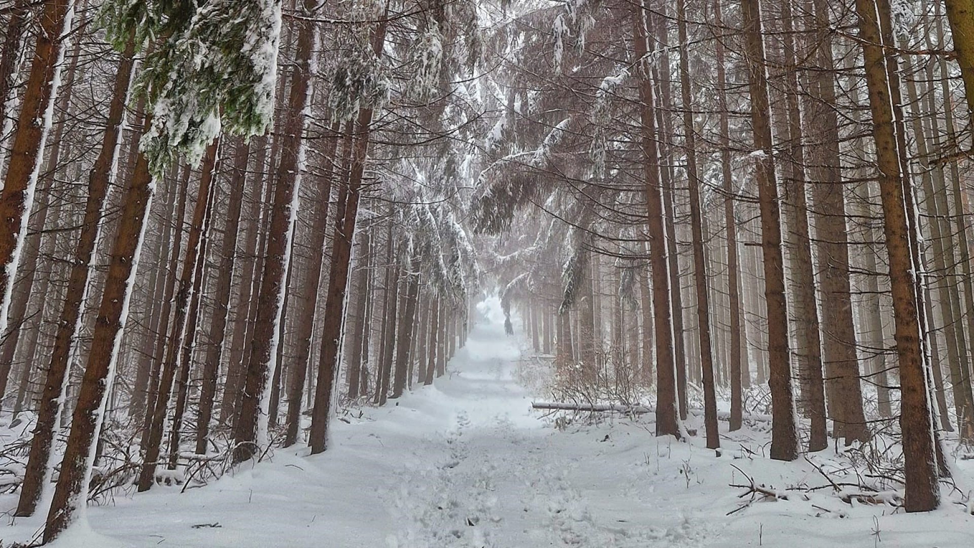 Lesett az első idei hó a Kendig-csúcson! – kiránduljunk a havas fenyvesben