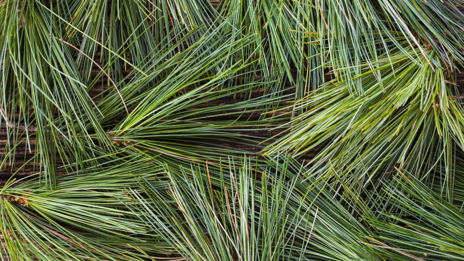 Fenyőillatosításra a fenyő tűleveleinek kifőzés