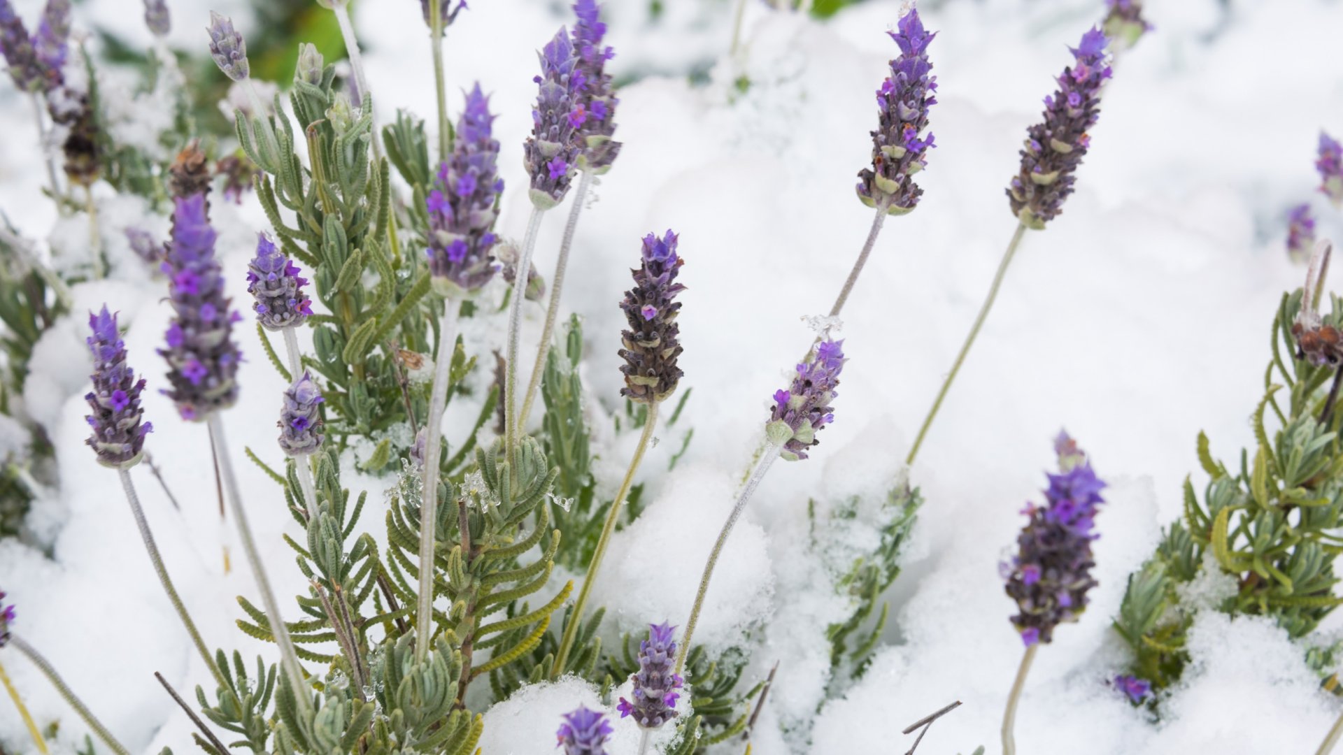 Hogyan teleltessük a levendulát