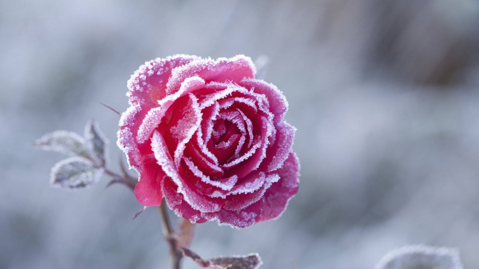 Hogyan kell átteleltetni a rózsákat úgy, hogy a következő évben is virágozzanak