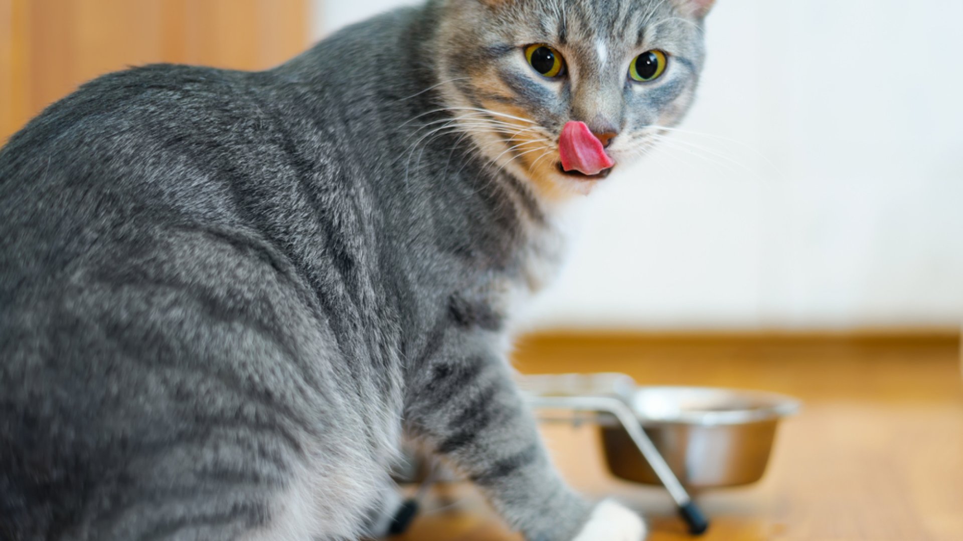 Ehetnek a cicák felvágottat? Mennyire valók a csemegehúsok a macskáknak?