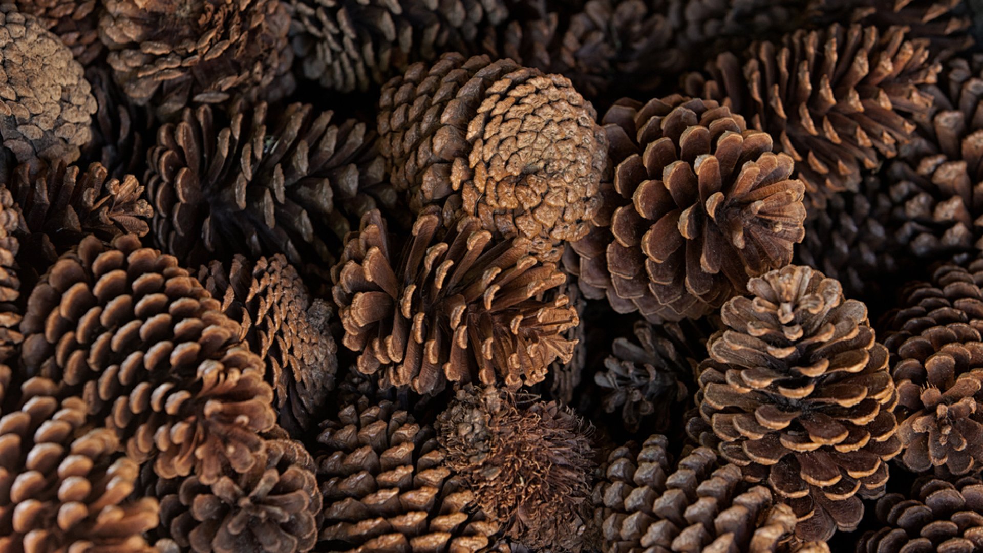 Nem gondolnád mennyi mindenre jó: 5 módszer a tobozok kerti felhasználására