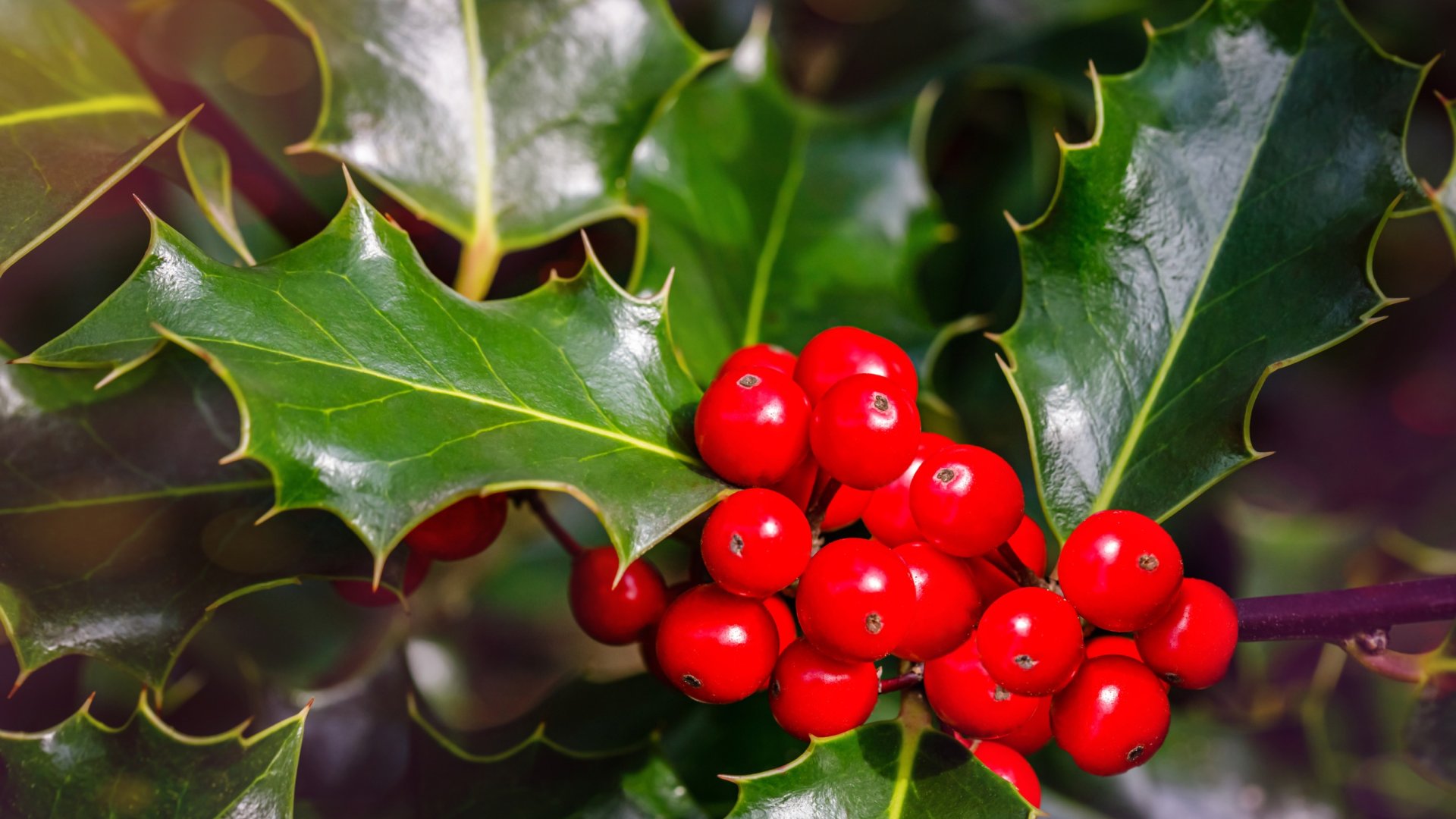 A karácsony szimbólumaként ismert Magyal termesztése és gondozása