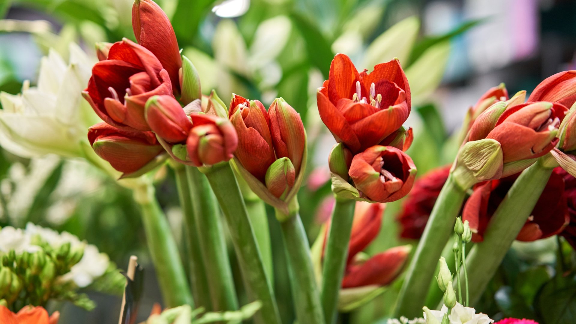 Útmutató az Amarillisz fajtákhoz – Téli kedvenc dísznövényeink