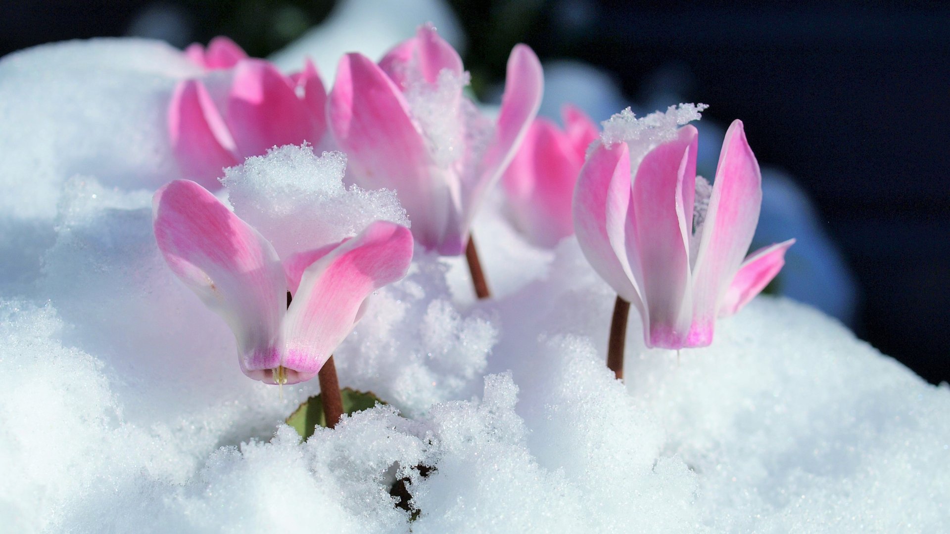 Kedvenc karácsonyi ajándék virágunk, a Ciklámen gondozása