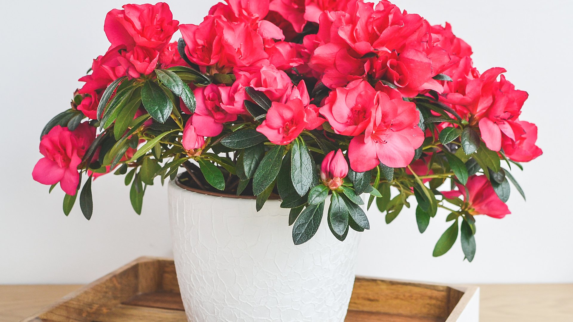 Hogyan ápoljuk a beltéri azáleát – minden a cserepes azálea gondozásáról