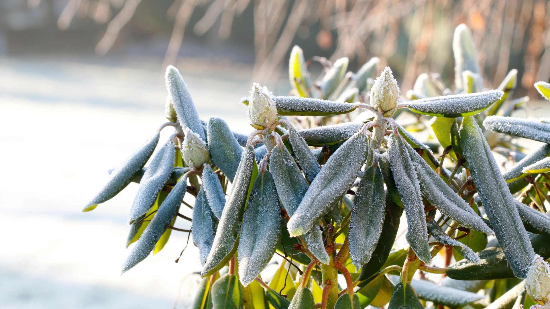Azálea téli védelme: Az azálea cserjék gondozása télen