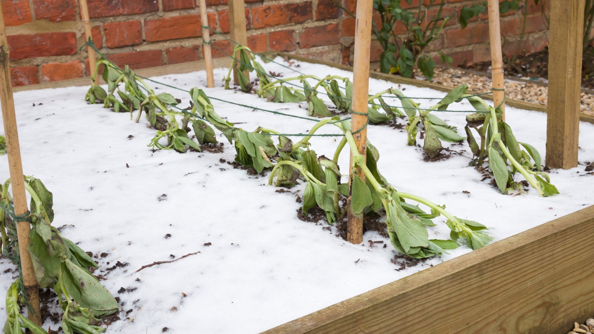 A növények téli halála: Miért halnak meg a növényeim télen?
