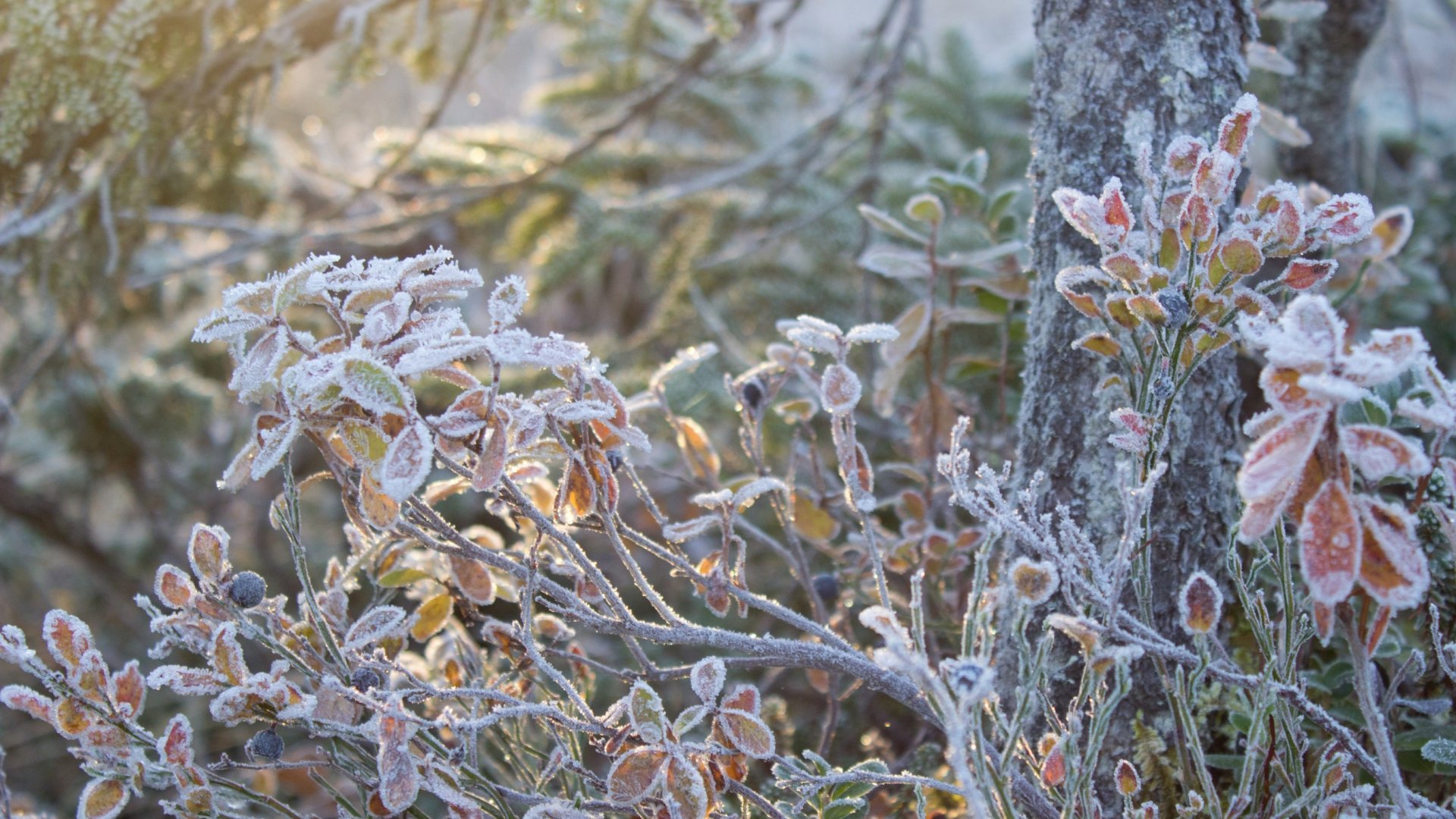 Áfonya védelme a téli károkkal szemben: Áfonya gondozása télen Áfonya védelme a téli károkkal szemben: Áfonya gondozása télen