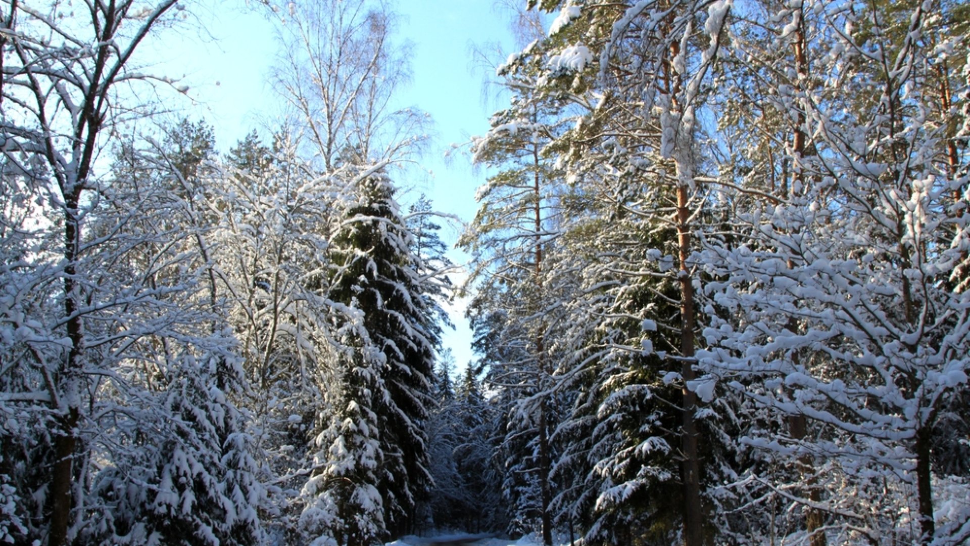 A legszebb fenyőerdők Magyarországon, ahol az ünnepi hangulat garantált