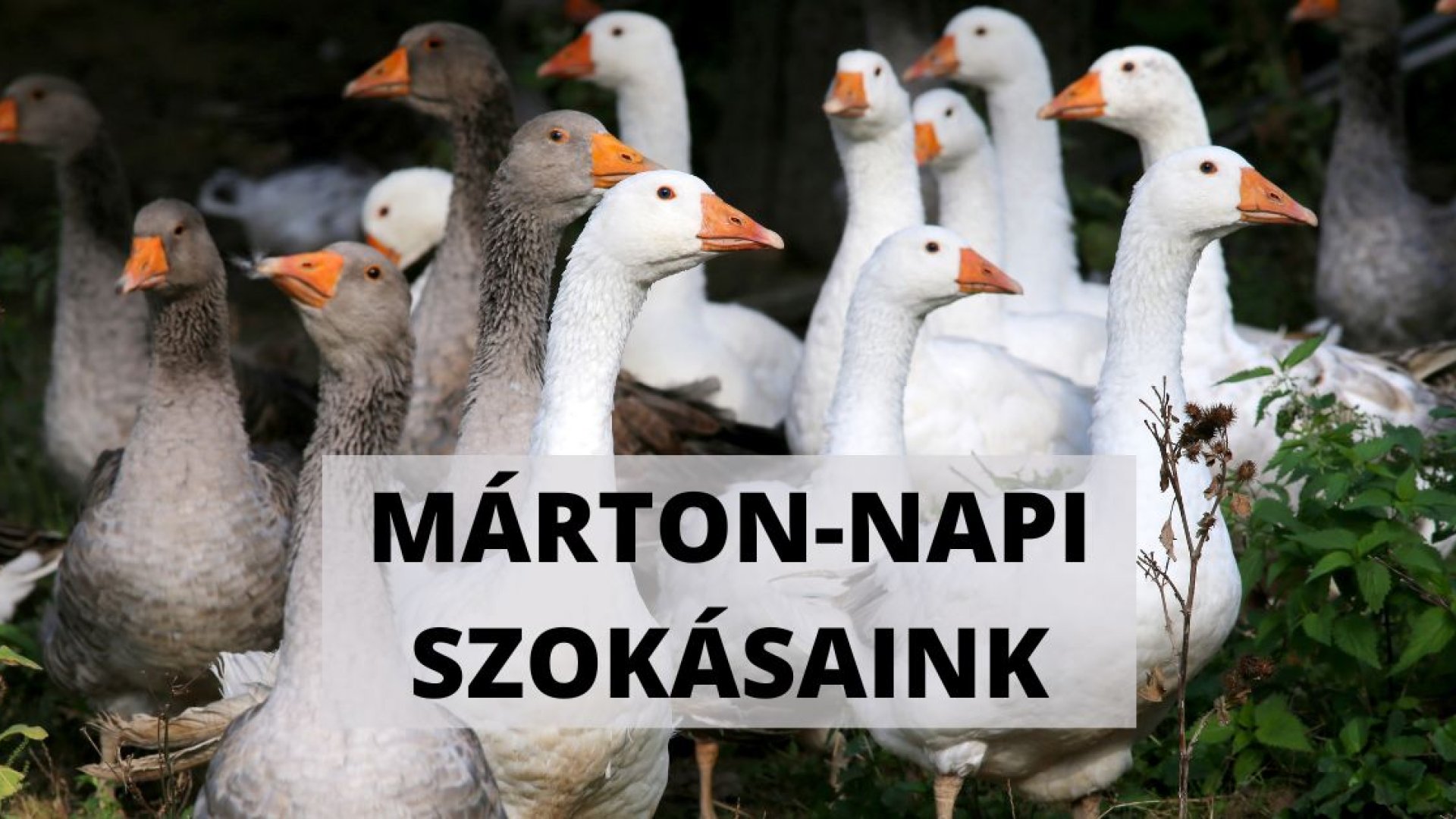 Ezek a Márton-napi szokások és ezt ünnepeljük ma Ezek a Márton-napi szokások és ezt ünnepeljük ma